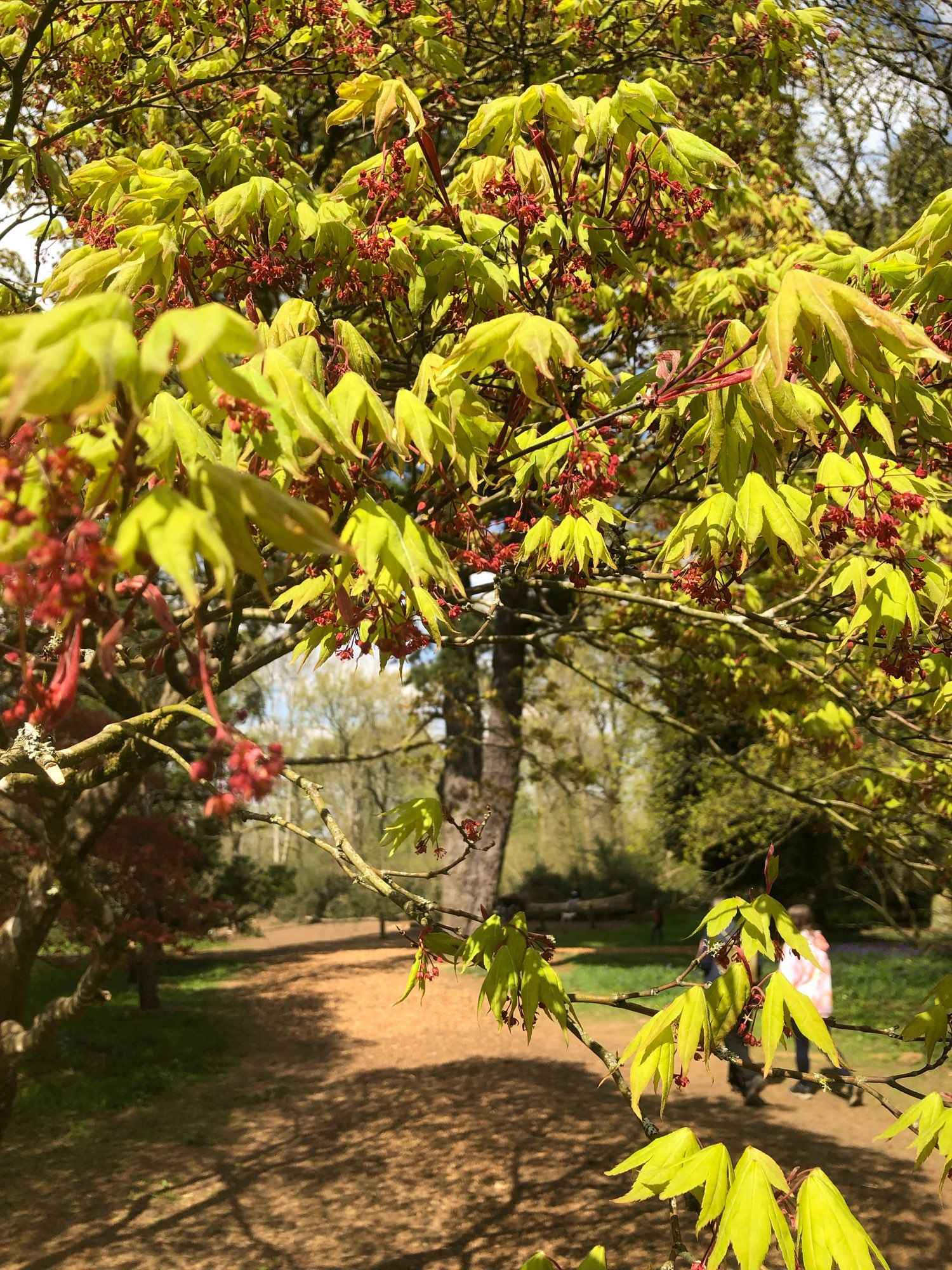 A woodland scene