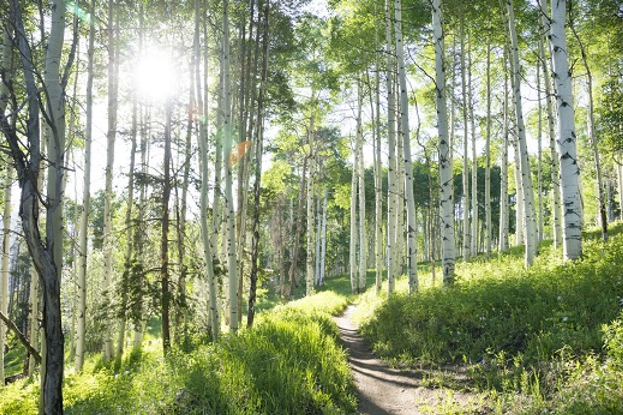 A path through a sunlit woodland.