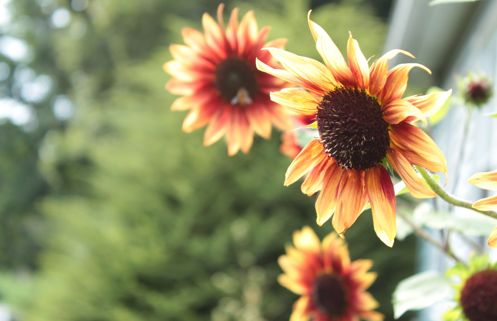 Some very tall yellow-orange sunflowers. One of them has a tiny visitor...