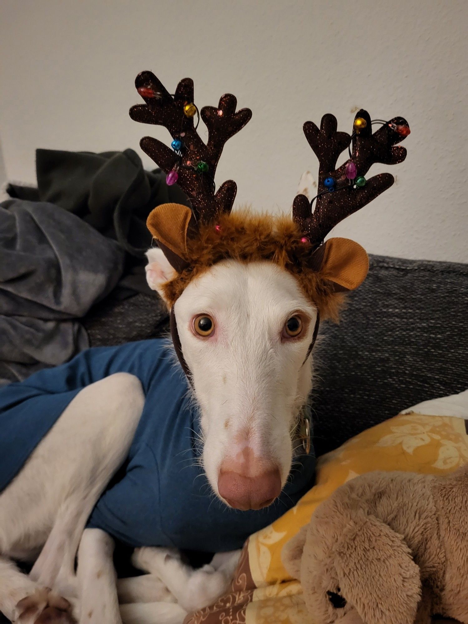 Ein weißer Podenco liegt auf einem dunklen Sofa. Er trägt ein blaues Shirt und einen Haarreif mit Rentiergeweih, das bunt geschmückt ist mit Glöckchen und Lichtern. Die Lichter sind aber nicht eingeschaltet.