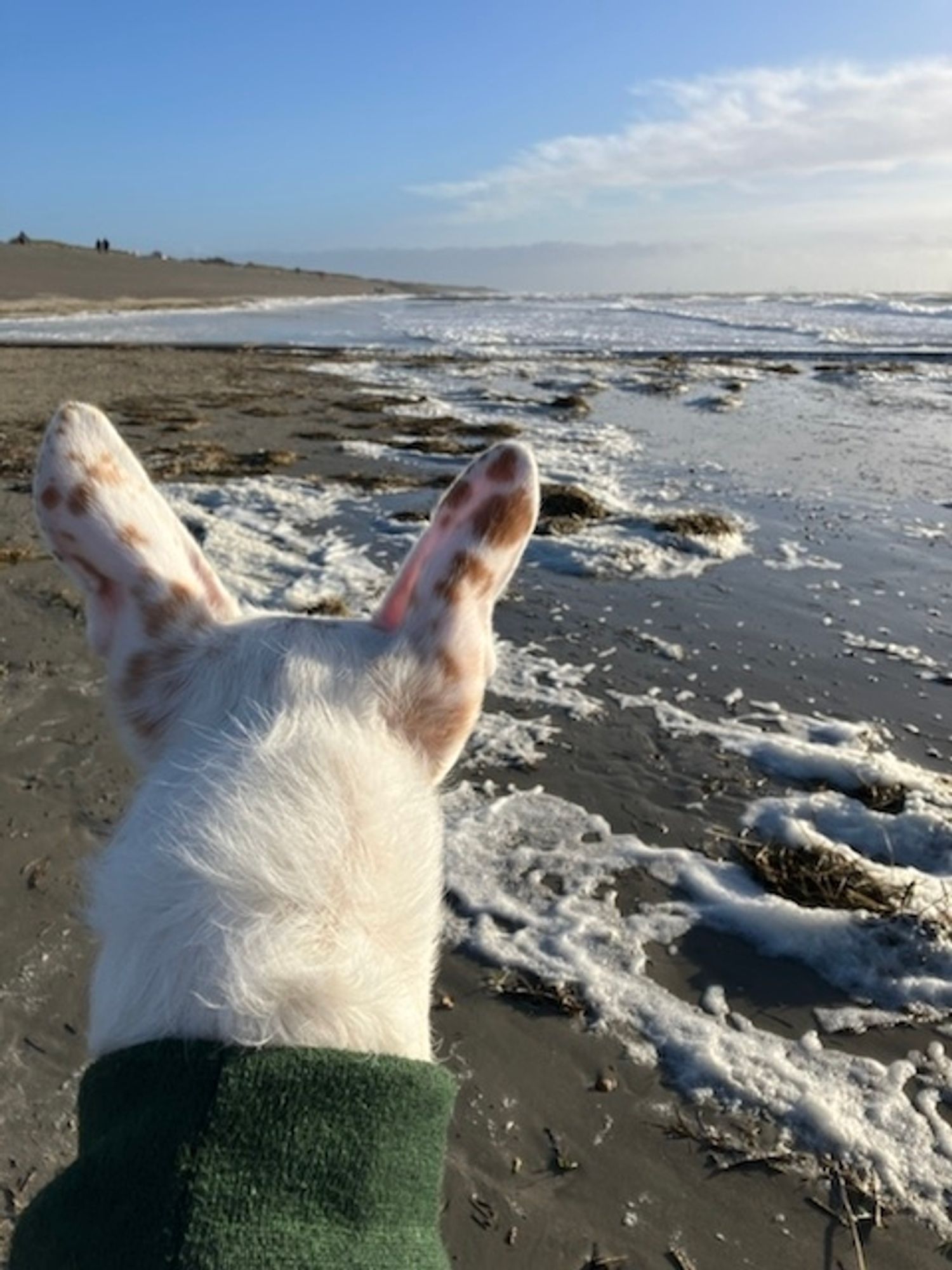 Ein weißer Hundekopf mit braun getupften Ohren von hinten am Strand.