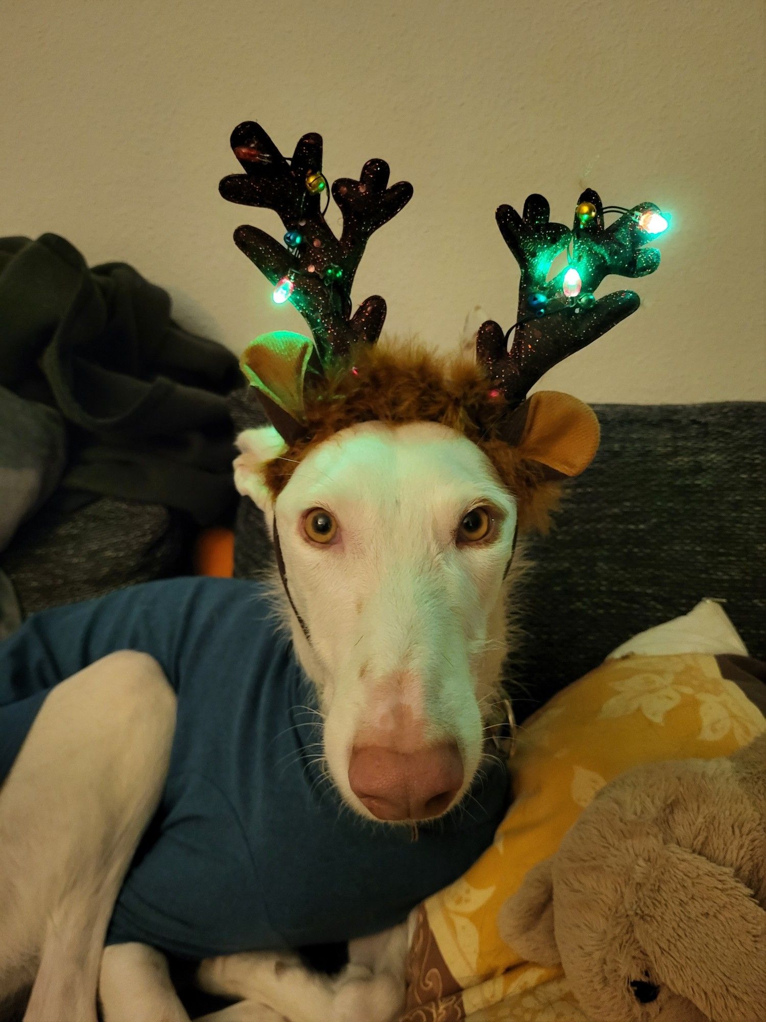 Ein weißer Podenco liegt auf einem dunklen Sofa. Er trägt einen blauen Pullover. Auf seinem Kopf sitzt ein Reif mit einem künstlichen Rentiergeweih, das mit Lichtern und Glöckchen verziert ist. Die grünen Lichter leuchten.