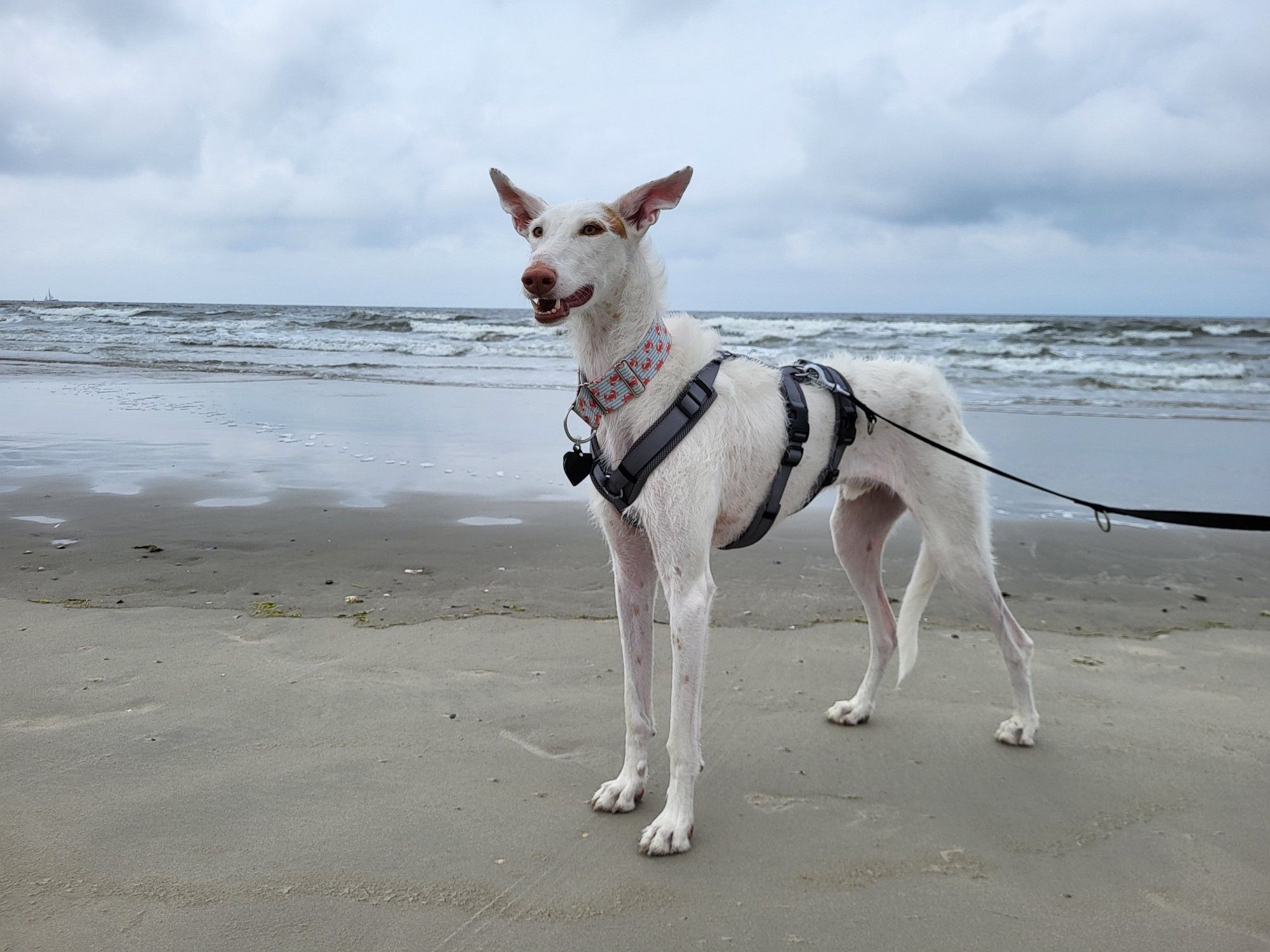 Ein weißer Podenco steht an einem Strand nahe der Wasserkante, Himmel und Meer sind eher grau, es gibt Wellengang. Die Ohren stehen auf halber Höhe, es scheint windig zu sein.
Der Hund trägt ein blau-gestreiftes Halsband mit roten Krabben drauf sowie ein graues Sicherheitsgeschirr mit Leine.