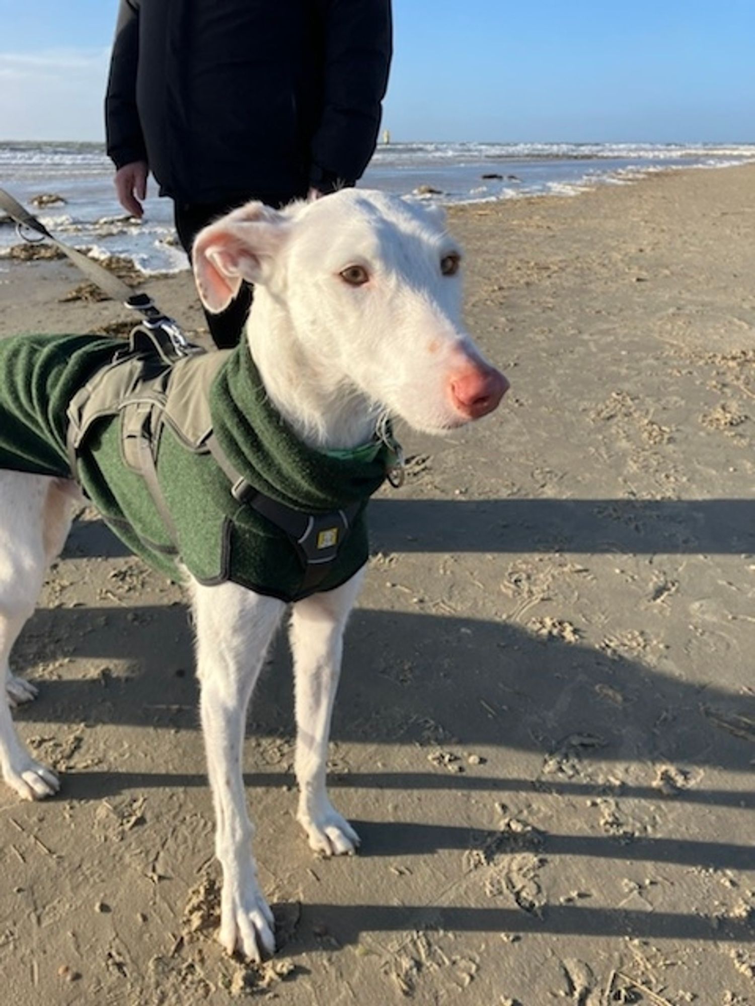 Ein großer weißer Podenco mit grünem Pullover und abgeklappten Ohren steht an einem Strand im Sand, im Hintergrund sind Meer und etwas Gischt zu sehen.