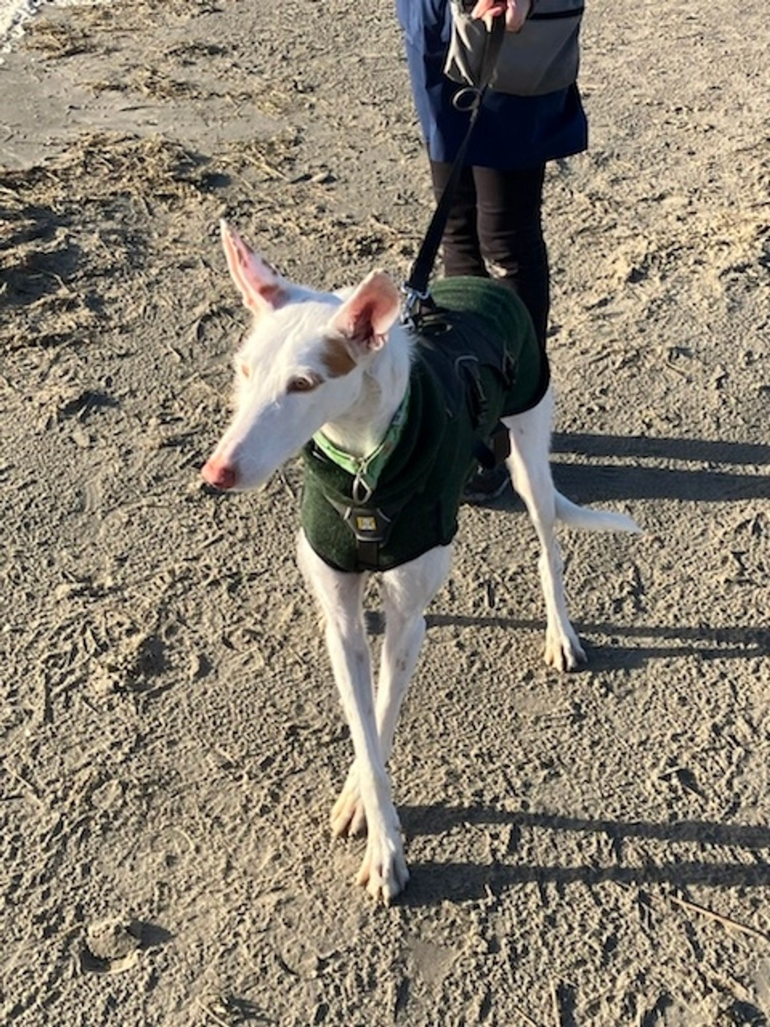 Ein weißer Podenco mit großen Stehohren und grünem Pullover steht mit überkreuzten Vorderbeinen am Strand im Sand.