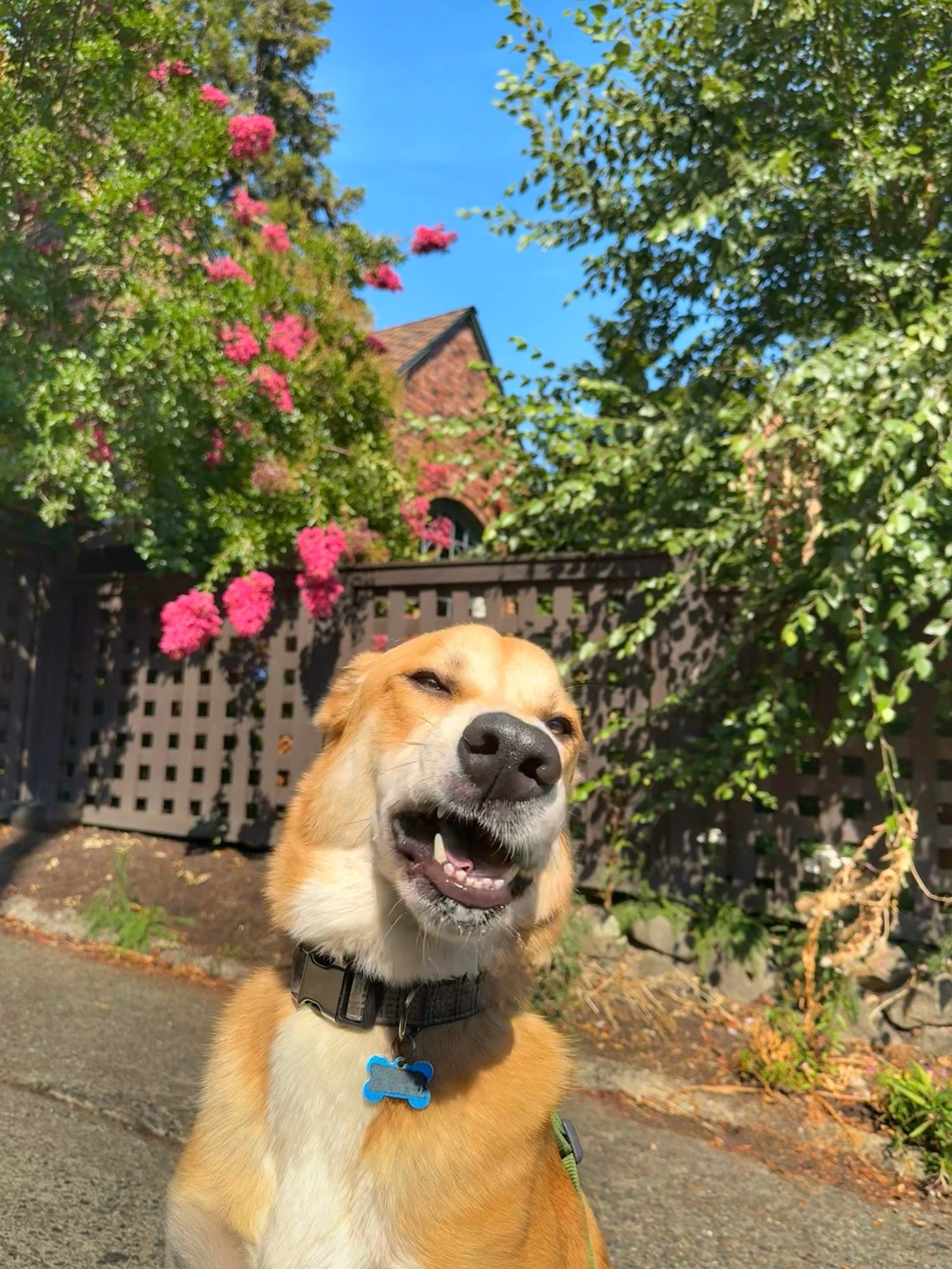 Kell the Great Pyrenees reaction shot for how Friday is going so far.