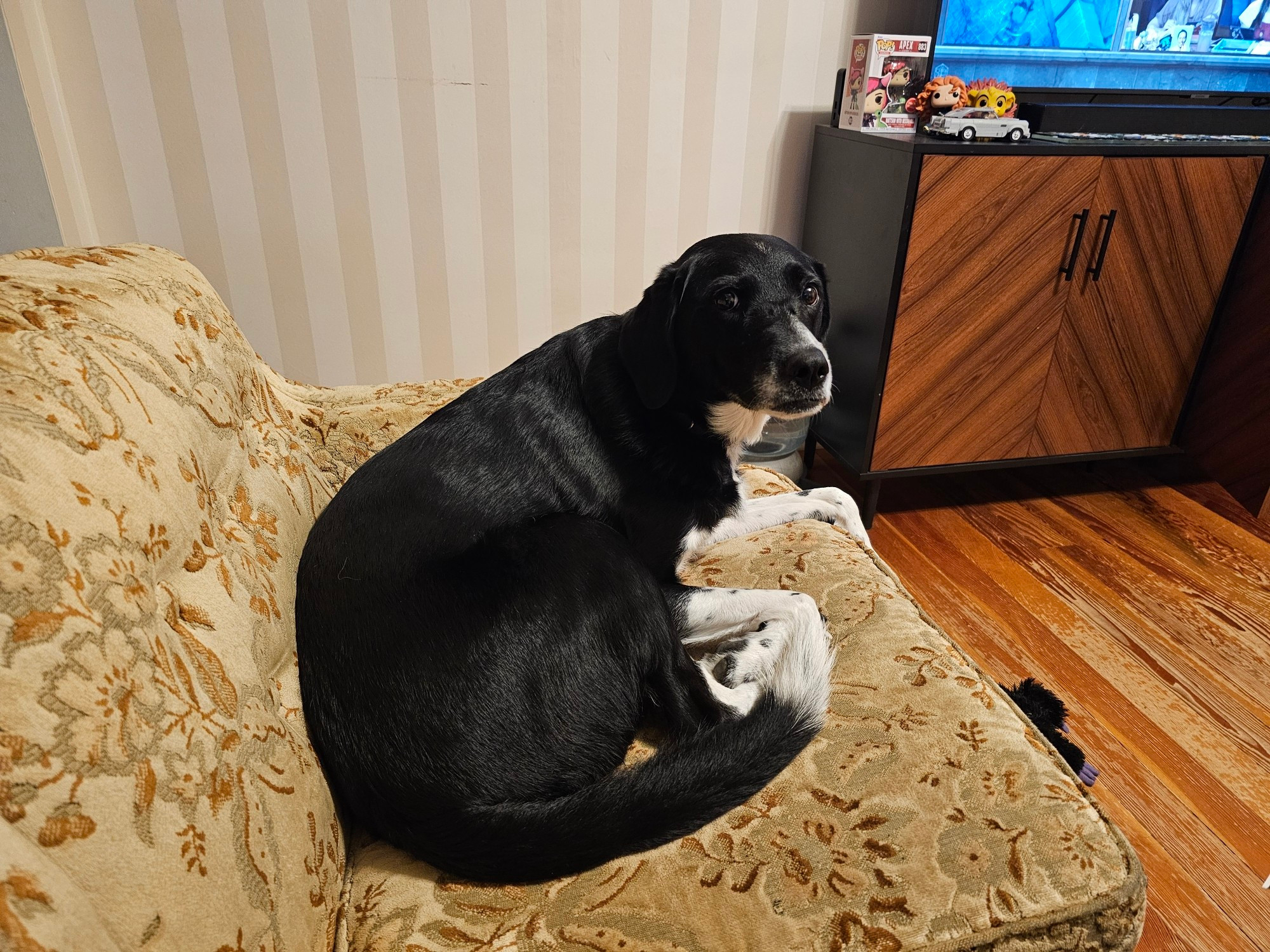 A small black dog with white paws, chest, tail tip looks with mild exasperation at the camera. Esme is tired of my picture taking. She sits on the second ugliest couch ever.