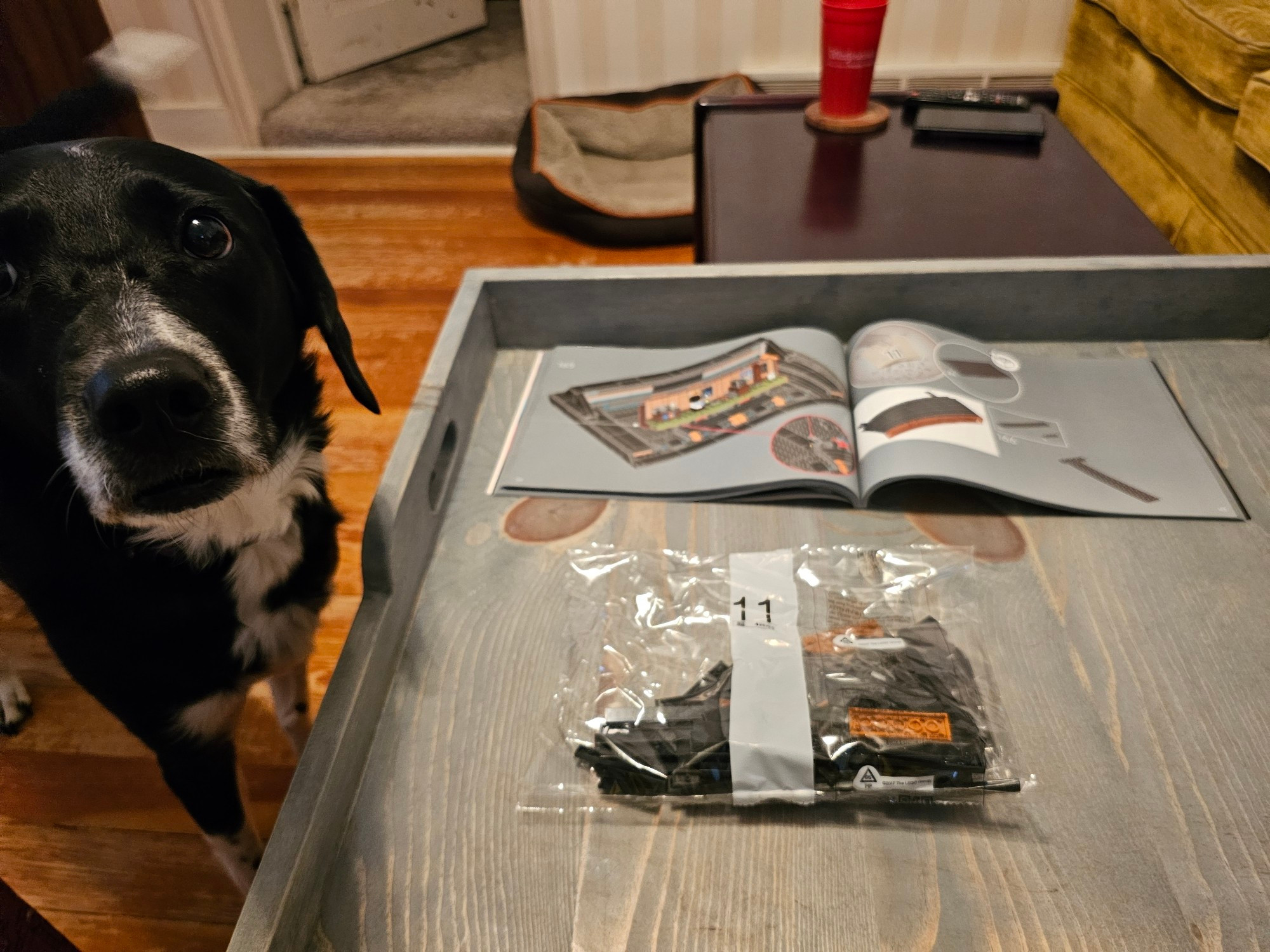 A smallish black dog with a white bib and socks and flopped ears looks concerned about the bag of Lego on the tray in front of her.