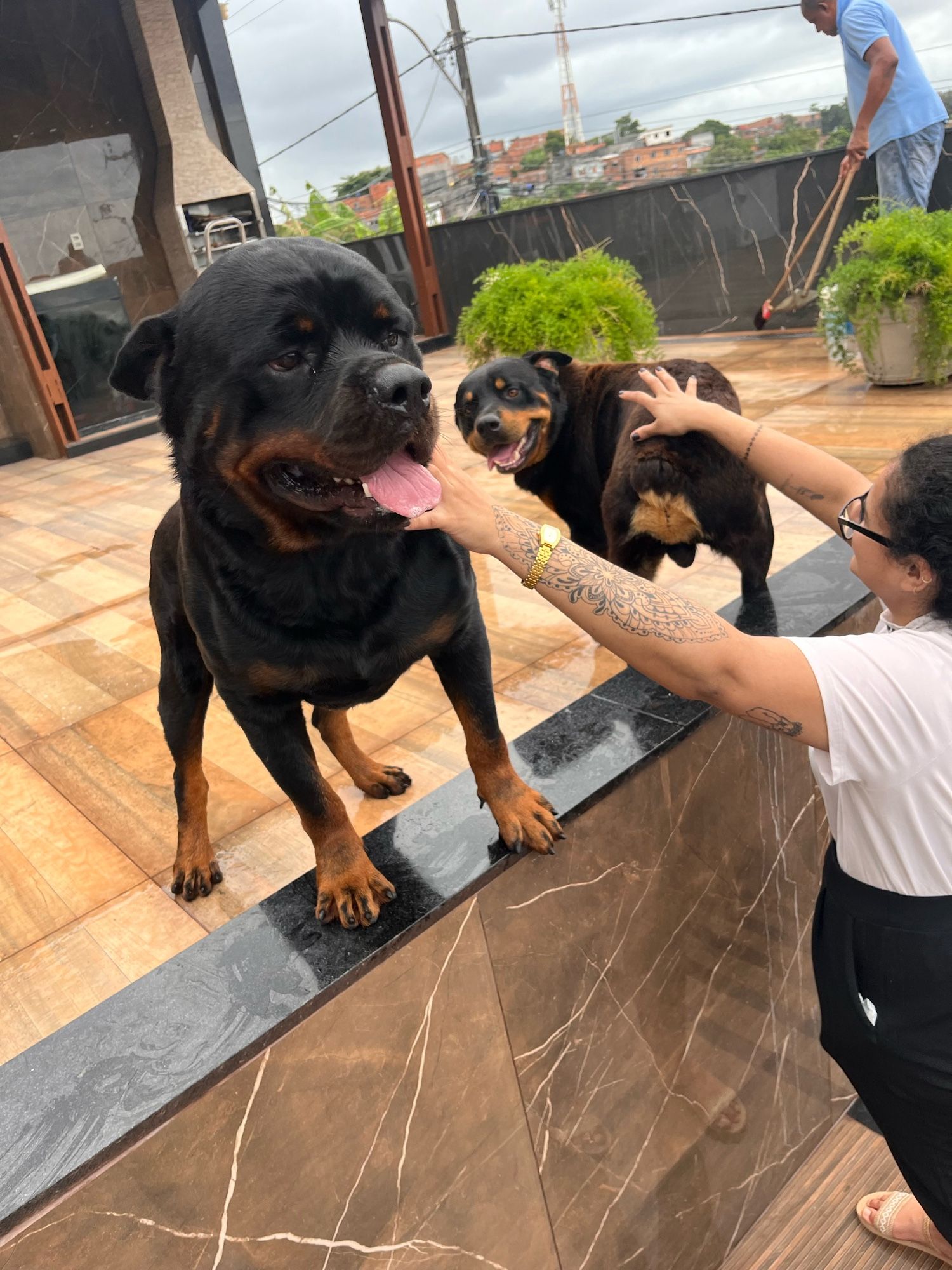 Uma mulher acariciando dois cachorros Rottweilers.