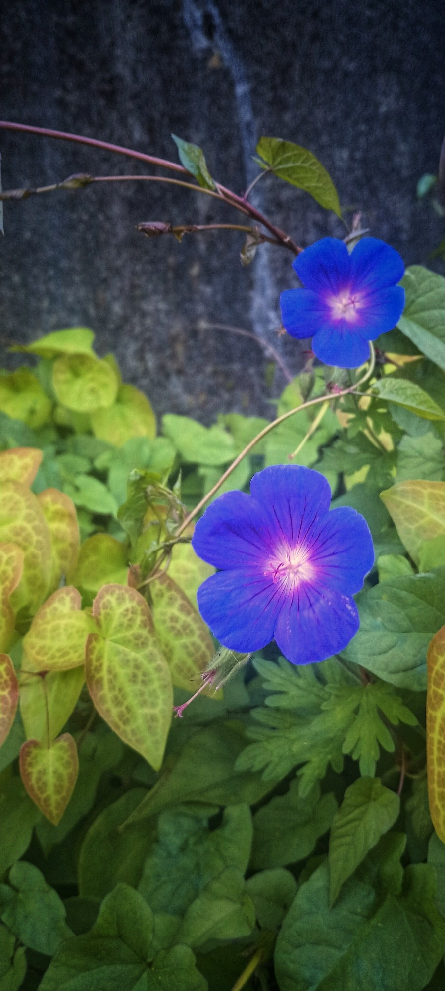 two blue flowers