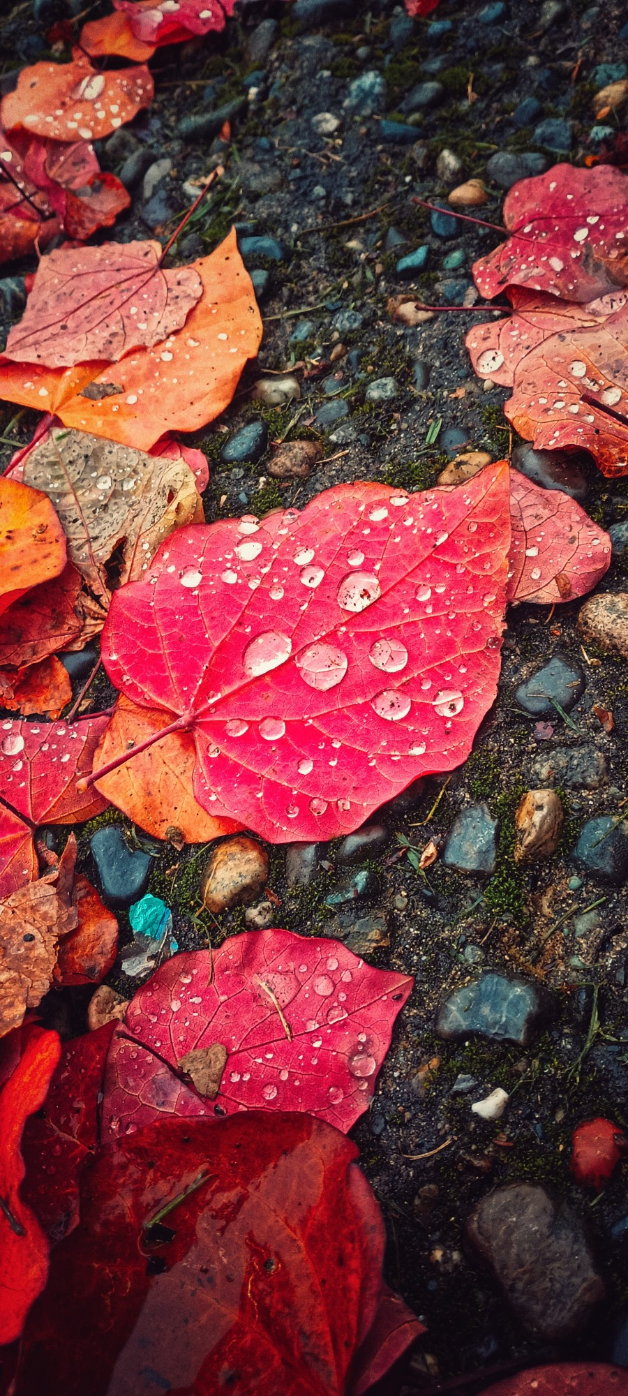 raindrops on leaves that look like jewels 