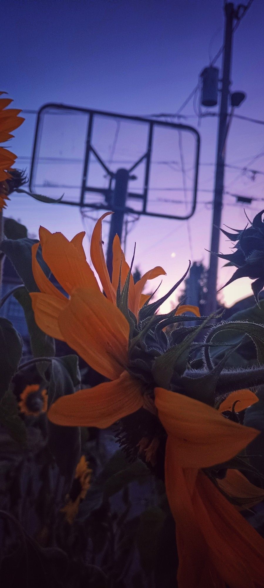 sunflowers with moon in background