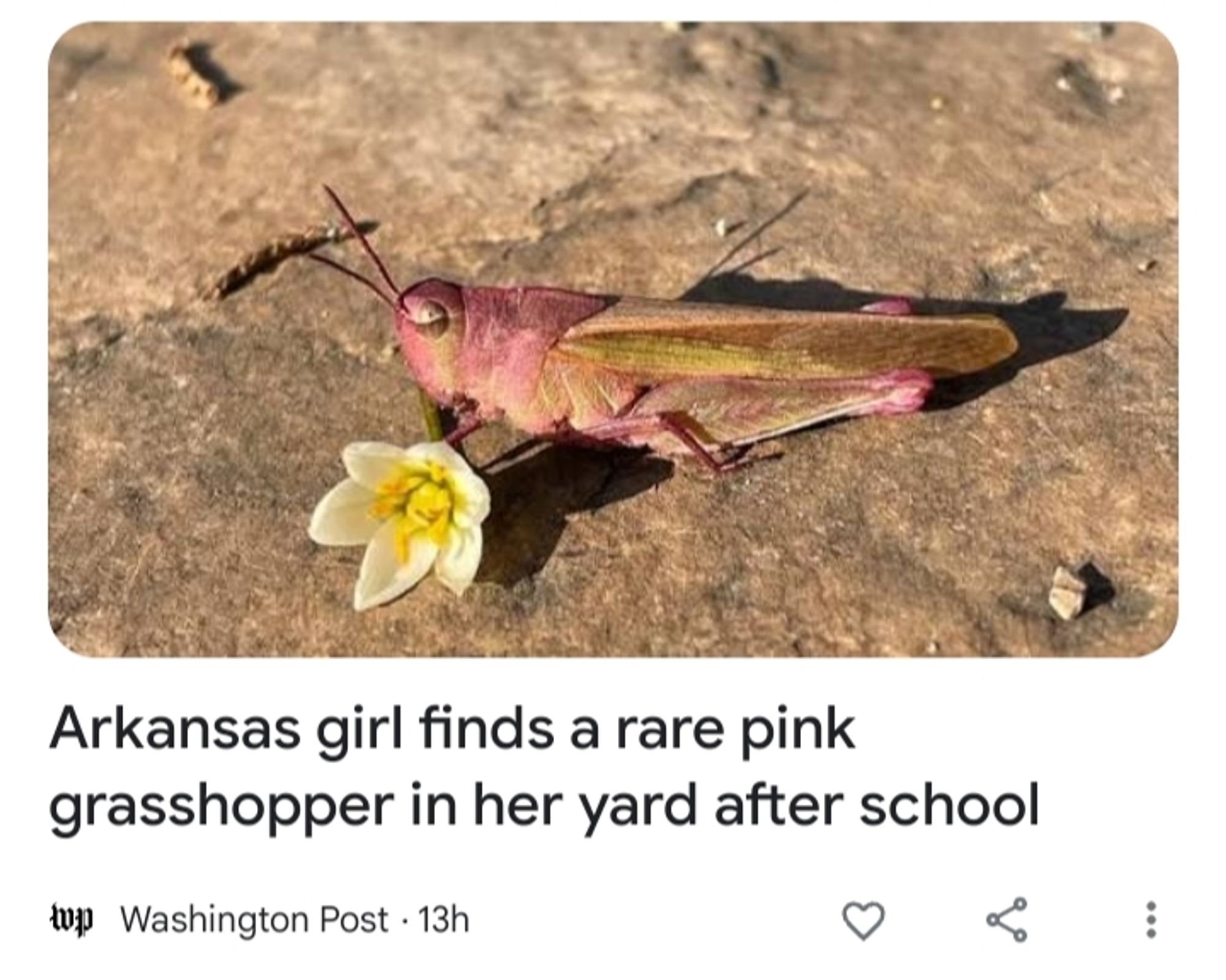 Washington Post article headline says "Arkansas girl find a rare pink grasshopper in her yard after school" picture is of beautiful grasshopper and a flower