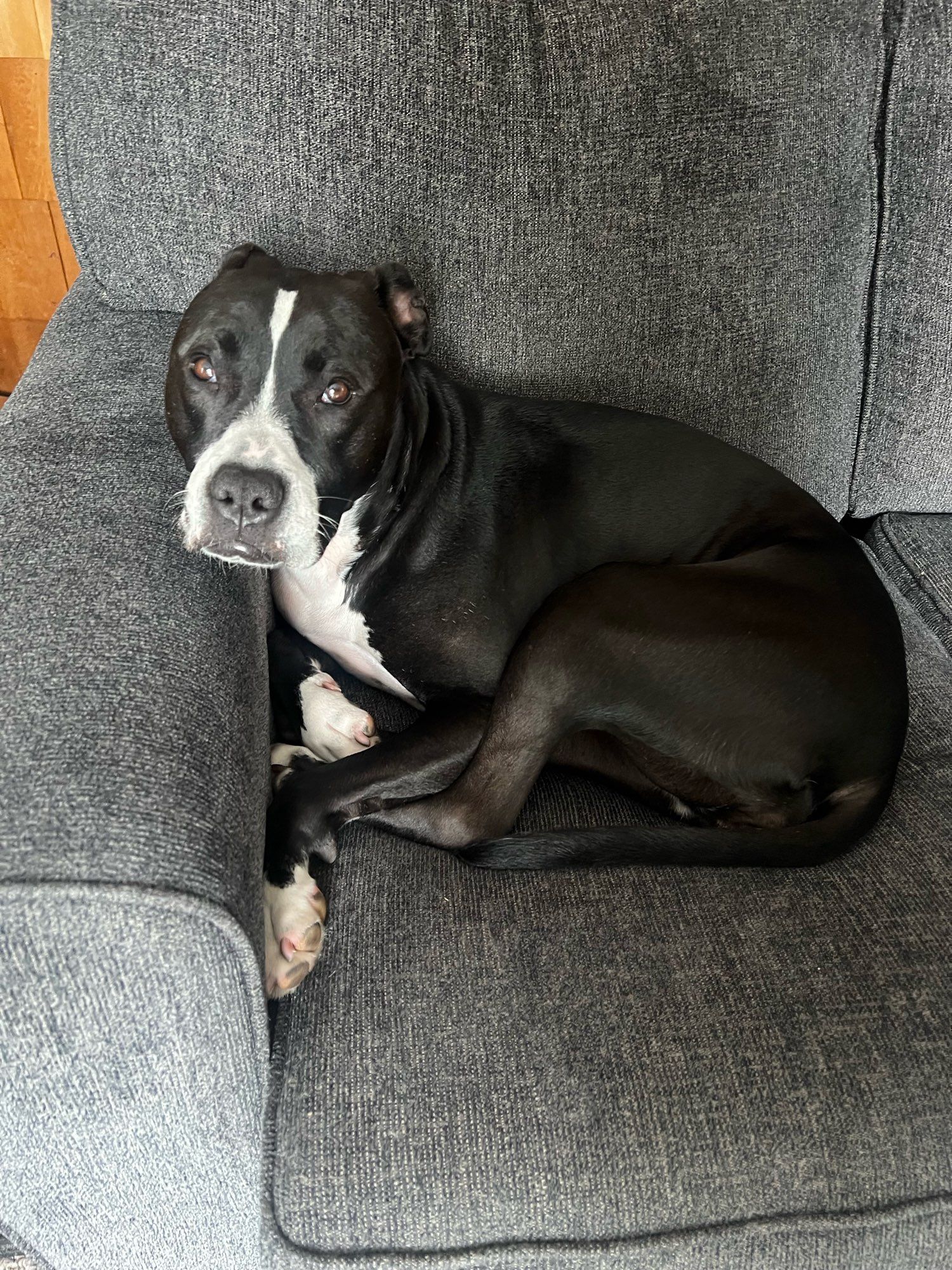 A picture of a black dog curled up on a gray couch