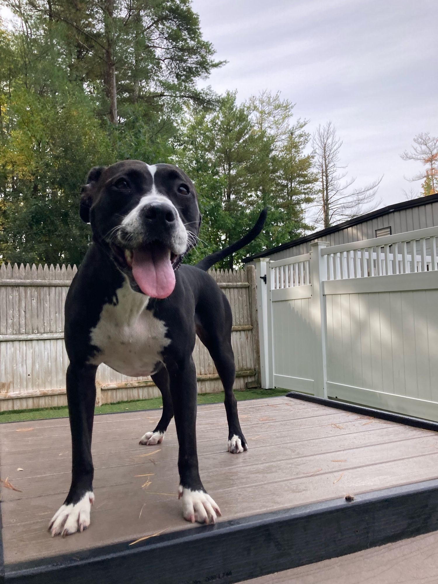 A picture of a black dog with her tongue hanging out on a play platform