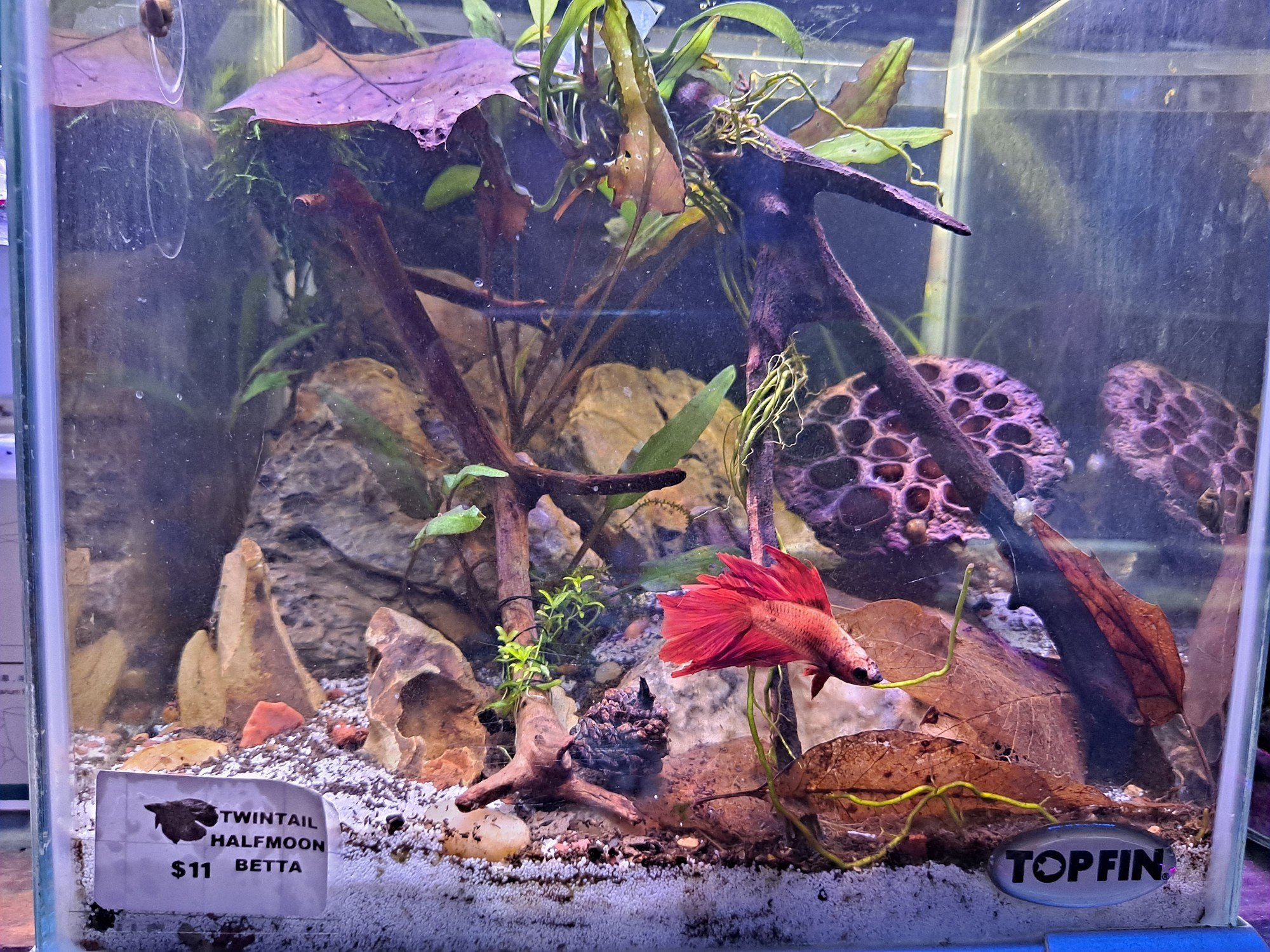 3 gallon freshwater aquarium filled with stone and driftwood. Stocked with plants such as anubias and crypts. Animals residents include neocaridina shrimp and red twintail half-moon betta (temporary).