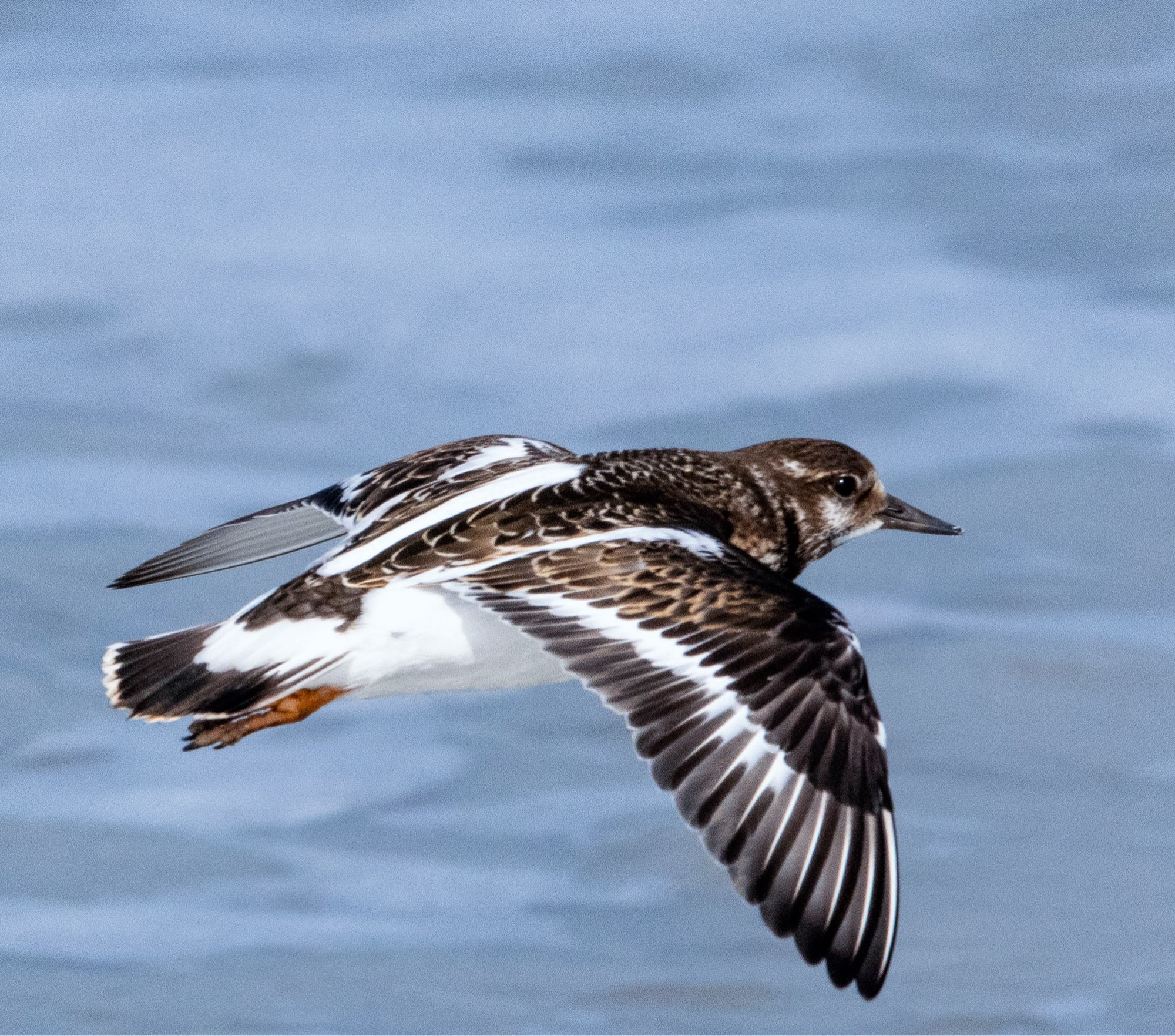 A turnstone, a black-brown and white bird, with its wings spread flying low above the sea