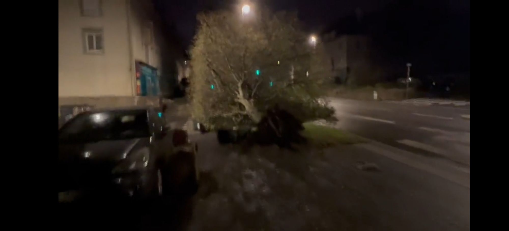 entwurzelter baum neben der strasse