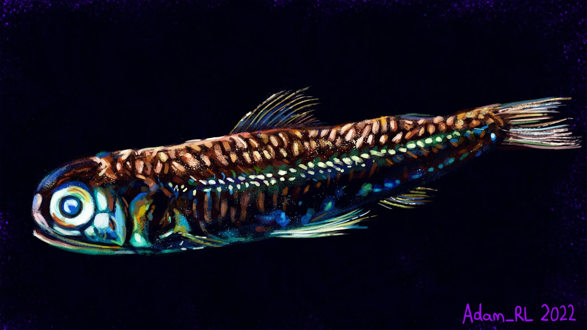 A vibrant and stylised digital study of a Lanternfish. These fish have the ability to produce their own light source, known as bioluminescence  due to cells called photophores. Lanternifsh are one of the most abundant and widely-distributed groups of fish in the ocean, with some estimates suggesting that they account for up to 65% of the deep sea biomass. Lanternfish are known for their diel vertical migrations, where they rise up from the bathypelagic zone (1000-3000m deep) to the epipelagic zone (0-200m deep) during the night.