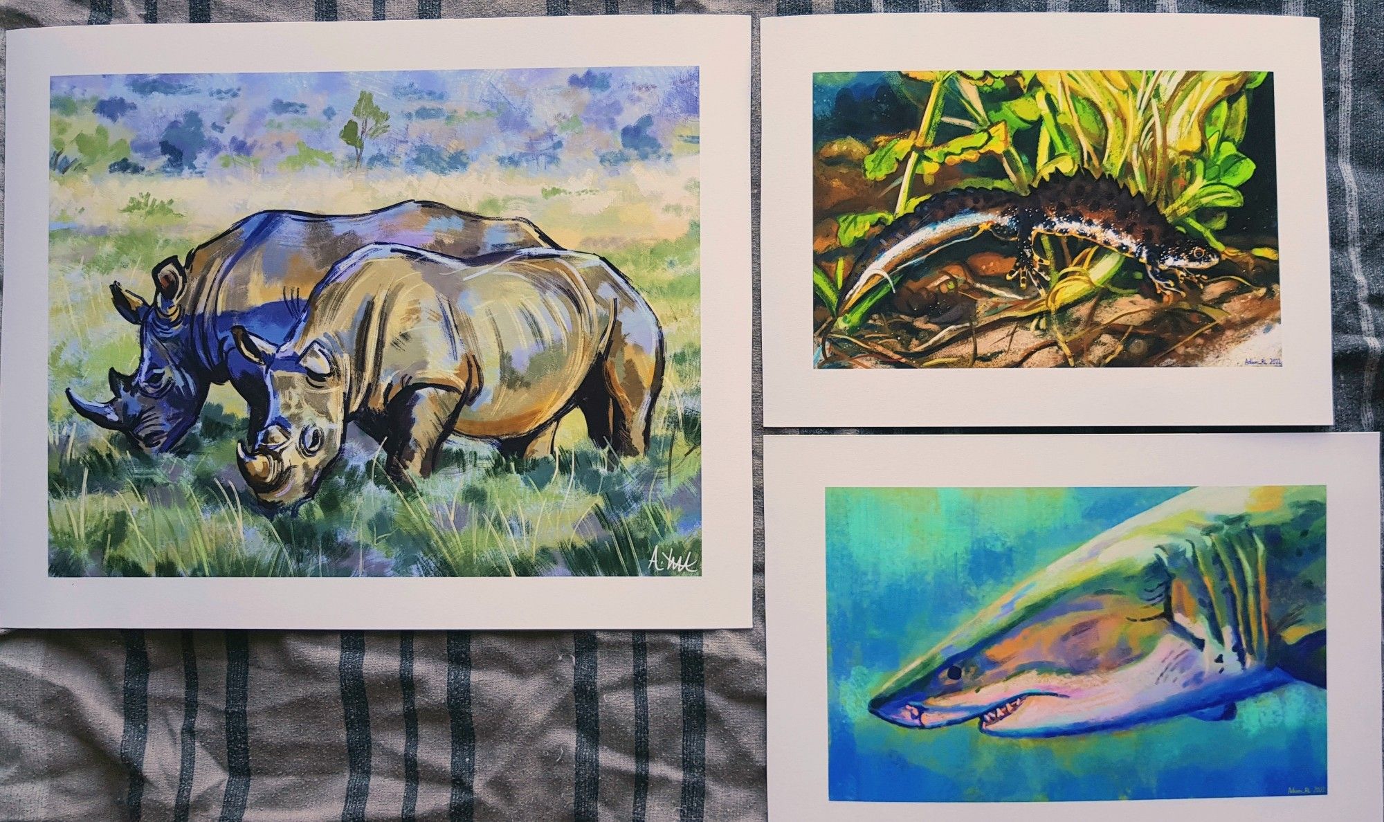 From left-to-right: White rhino study, Great Crested Newt study and Great White Shark portrait study.