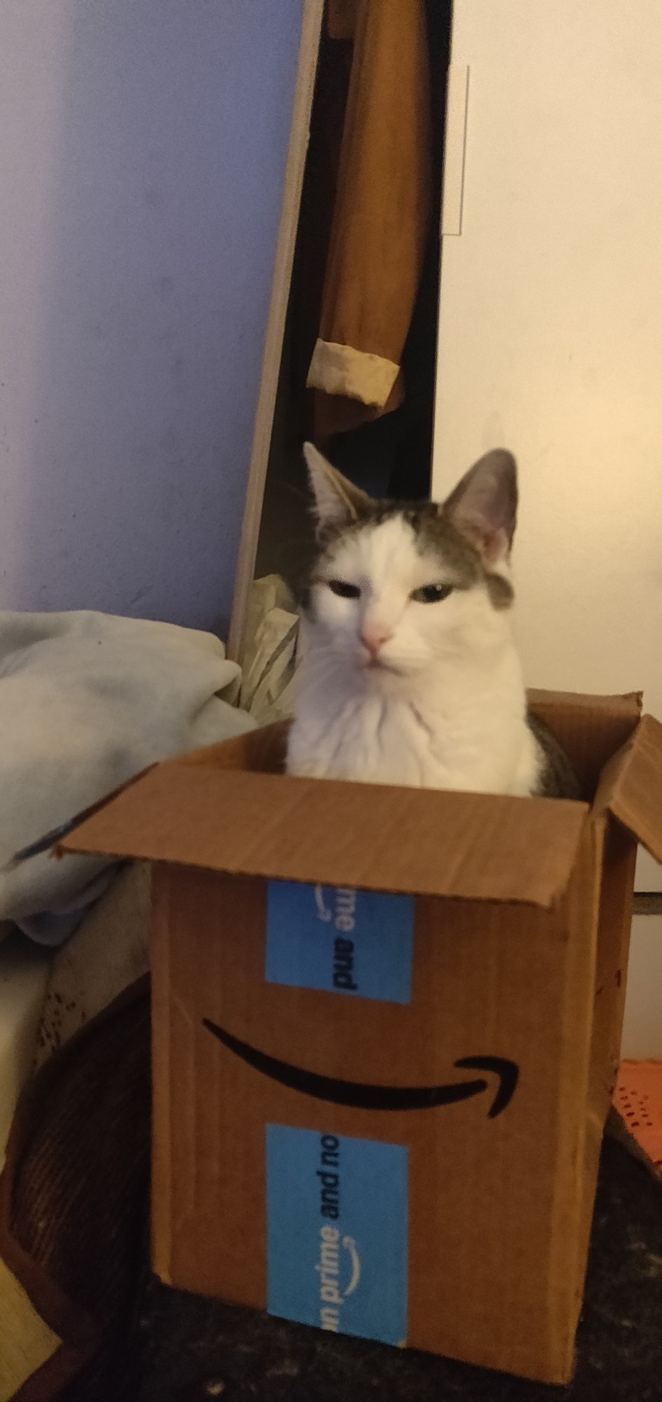 Gino is rather angry because he was not shipped with Amazon Prime