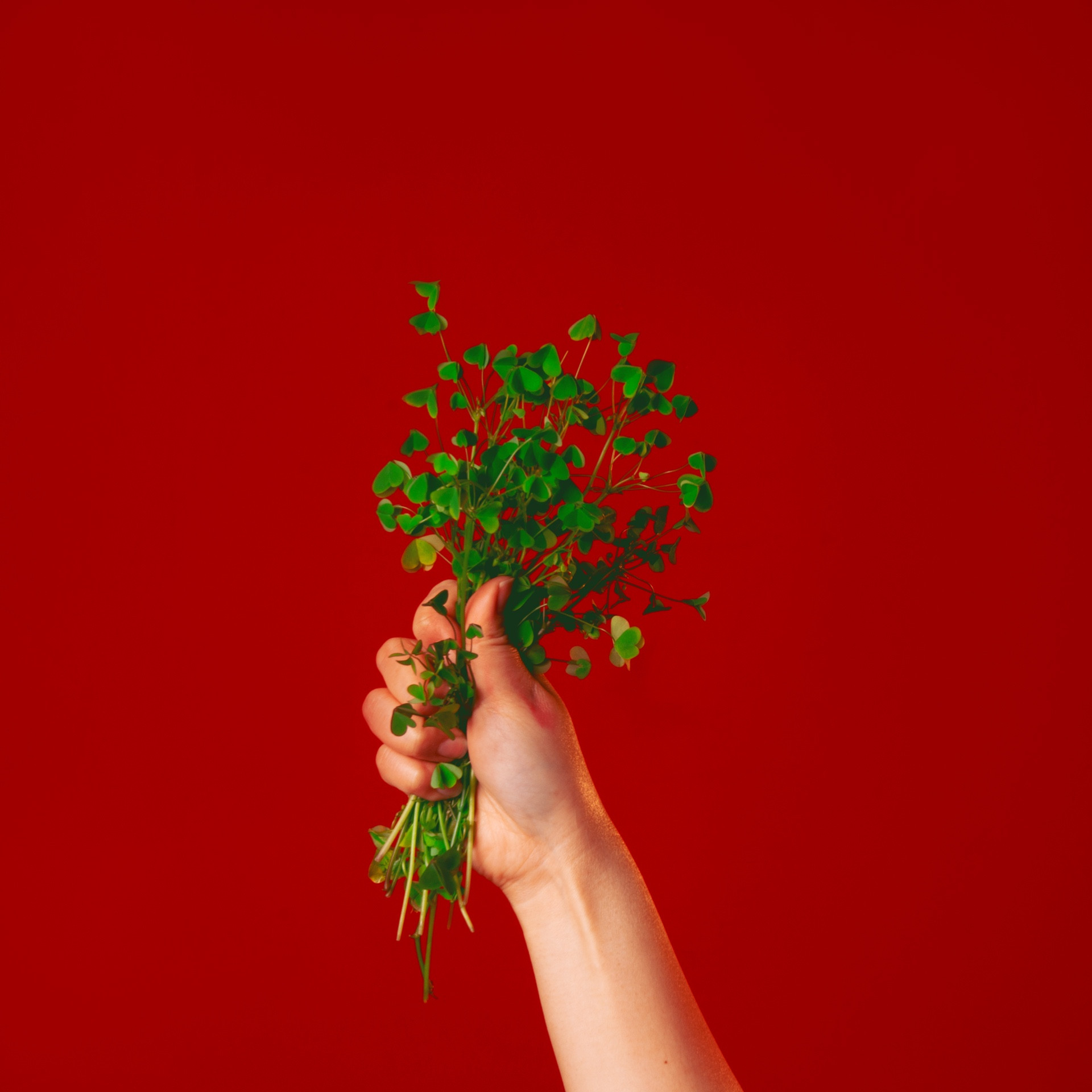 bright red background a hand holding with strength a handful of clovers