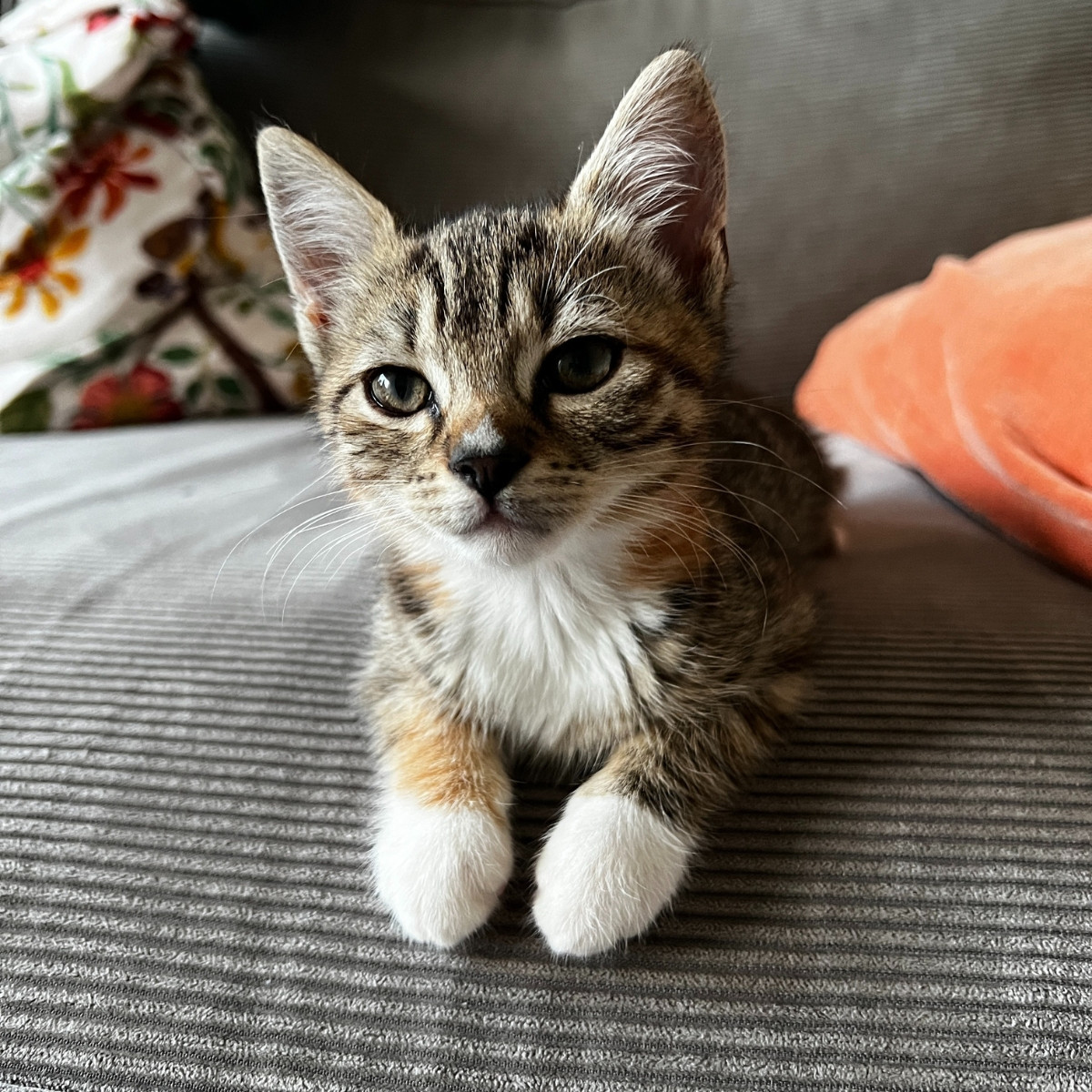 tabby cat