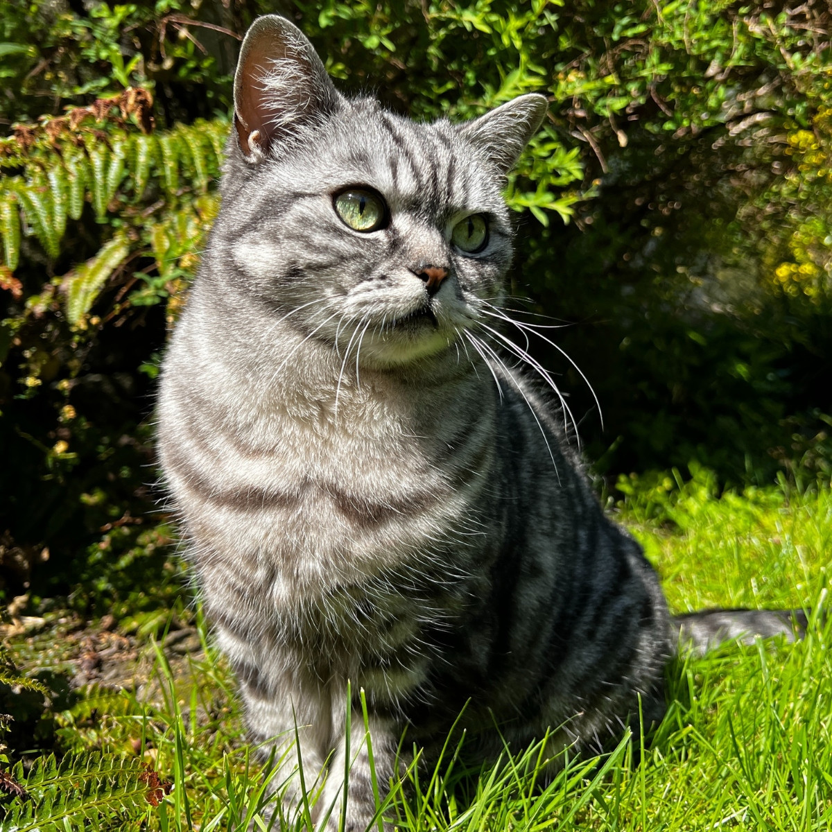grey tabby cat