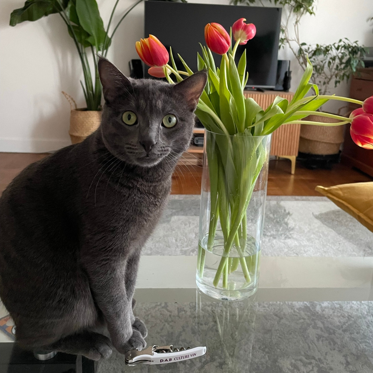 grey cat