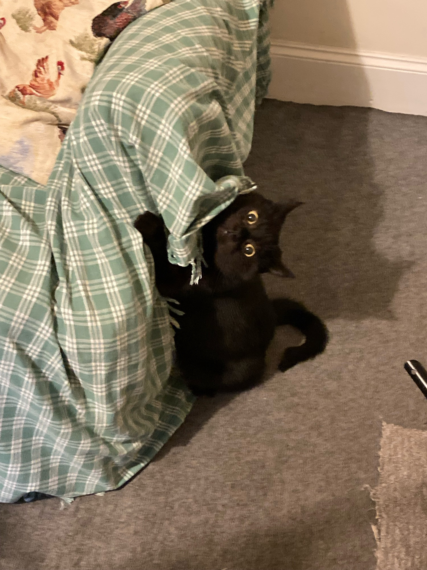 Black cat clinging to a chair covered in a green check throw