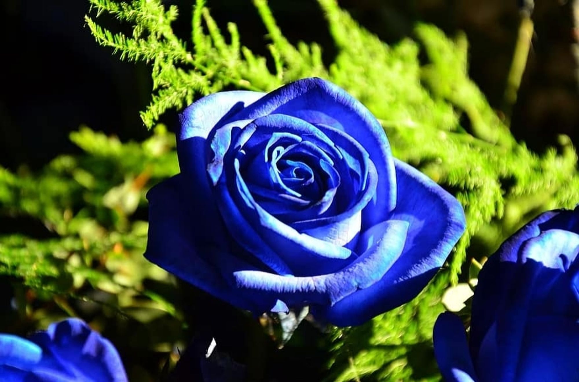 Blaue Rose mit Grün