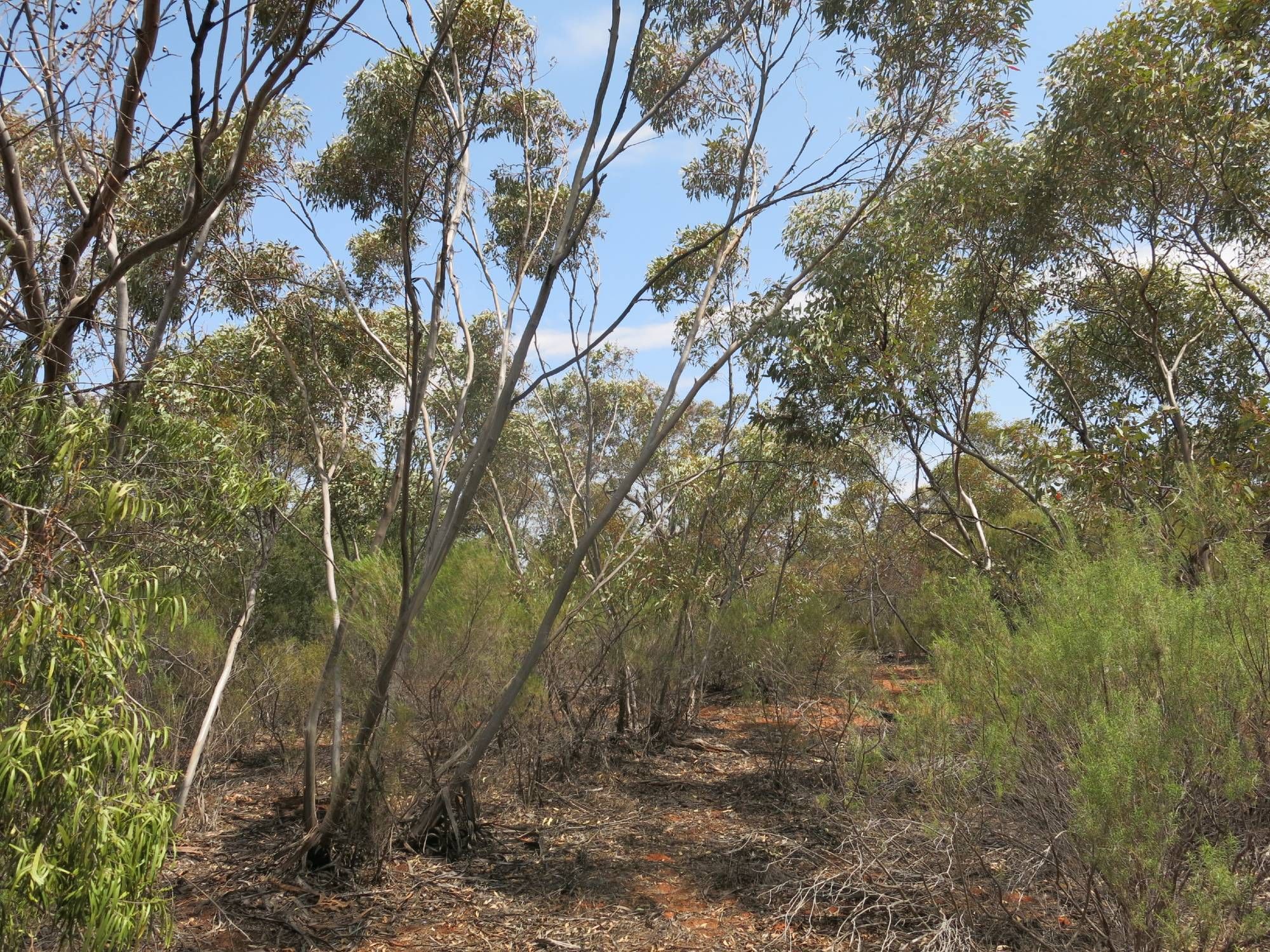 mallee eucalypt woodland in New South Wales, Australia