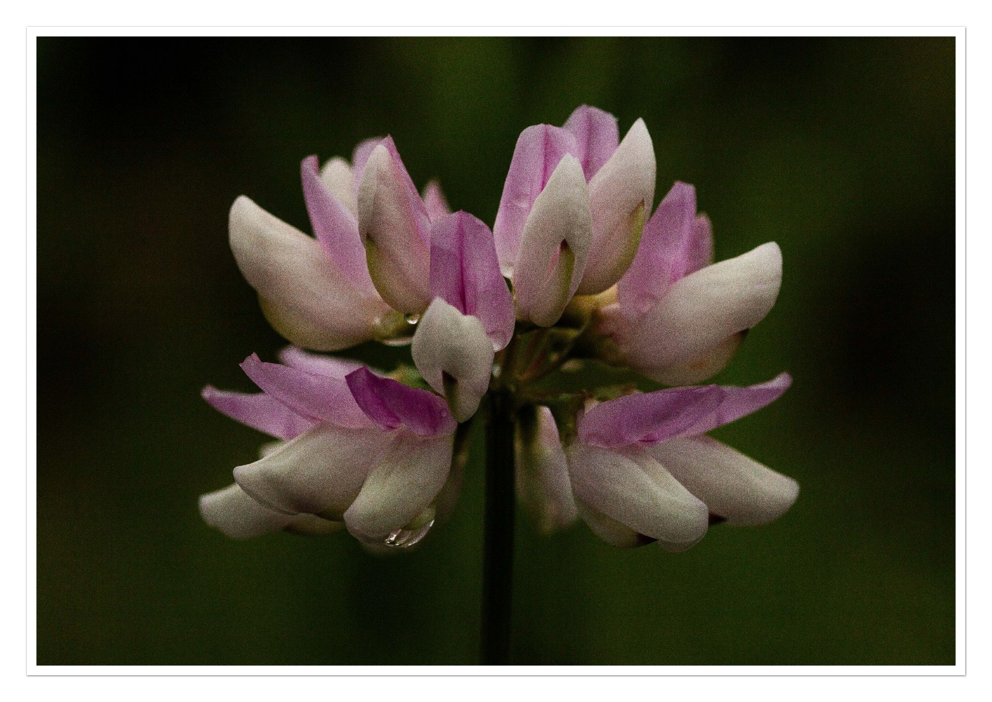 Das Bild zeigt eine Nahaufnahme einer Blüte mit zarten rosa-weißen Blütenblättern. Die Blüten sind dicht beieinander angeordnet und bilden eine Art Krone. Die Blütenblätter sind an den Spitzen leicht rosa gefärbt und werden zur Basis hin weiß. Einige der Blütenblätter scheinen durch Wassertropfen befeuchtet zu sein, was einen leichten Glanz auf der Oberfläche erzeugt. Der Hintergrund ist dunkel und unscharf, wodurch die Blüte im Vordergrund hervorgehoben wird.