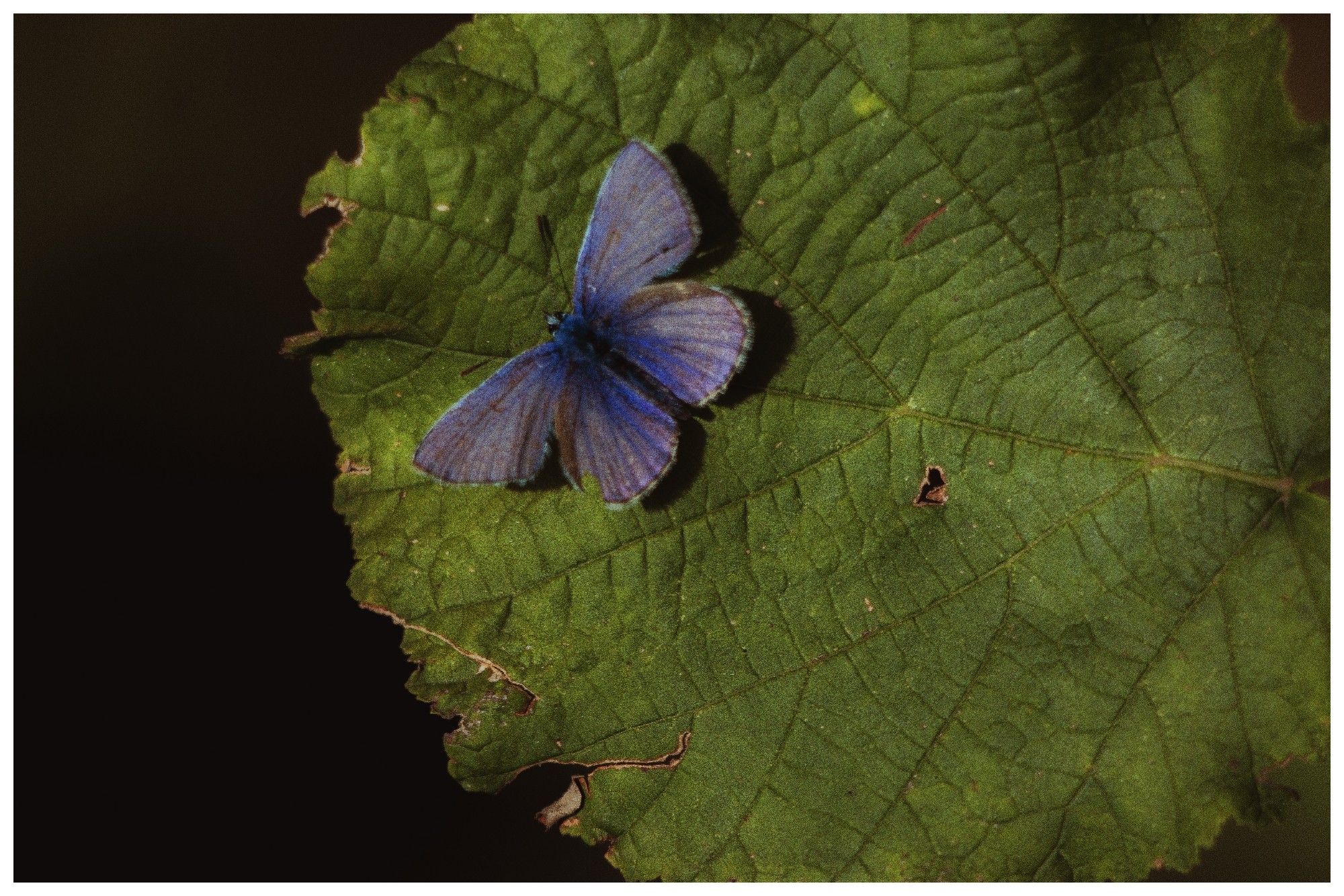 Auf einem grünen Blatt sitzt ein blauer Schmetterling.