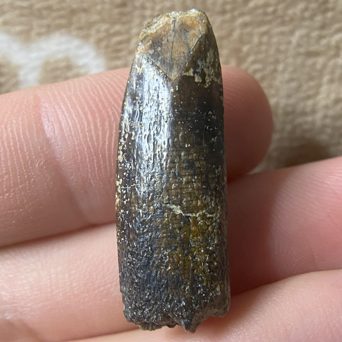 A peg or pencil-shaped dinosaur tooth of either Rapetosaurus or Vahiny.