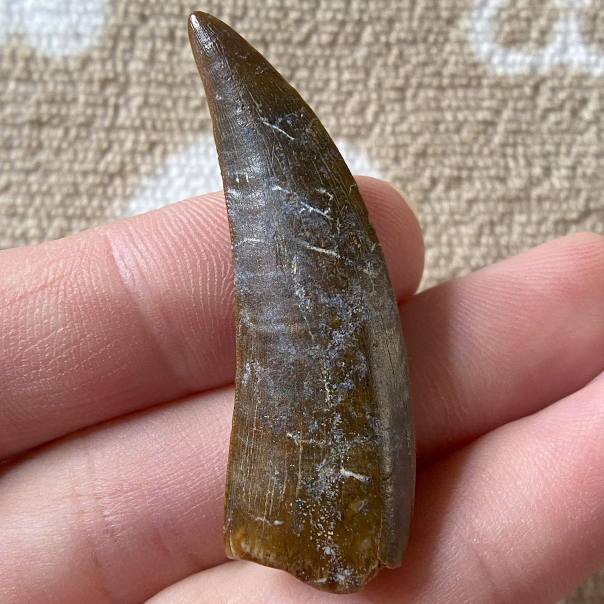 Fossilized dinosaur tooth of a Timurlengia.