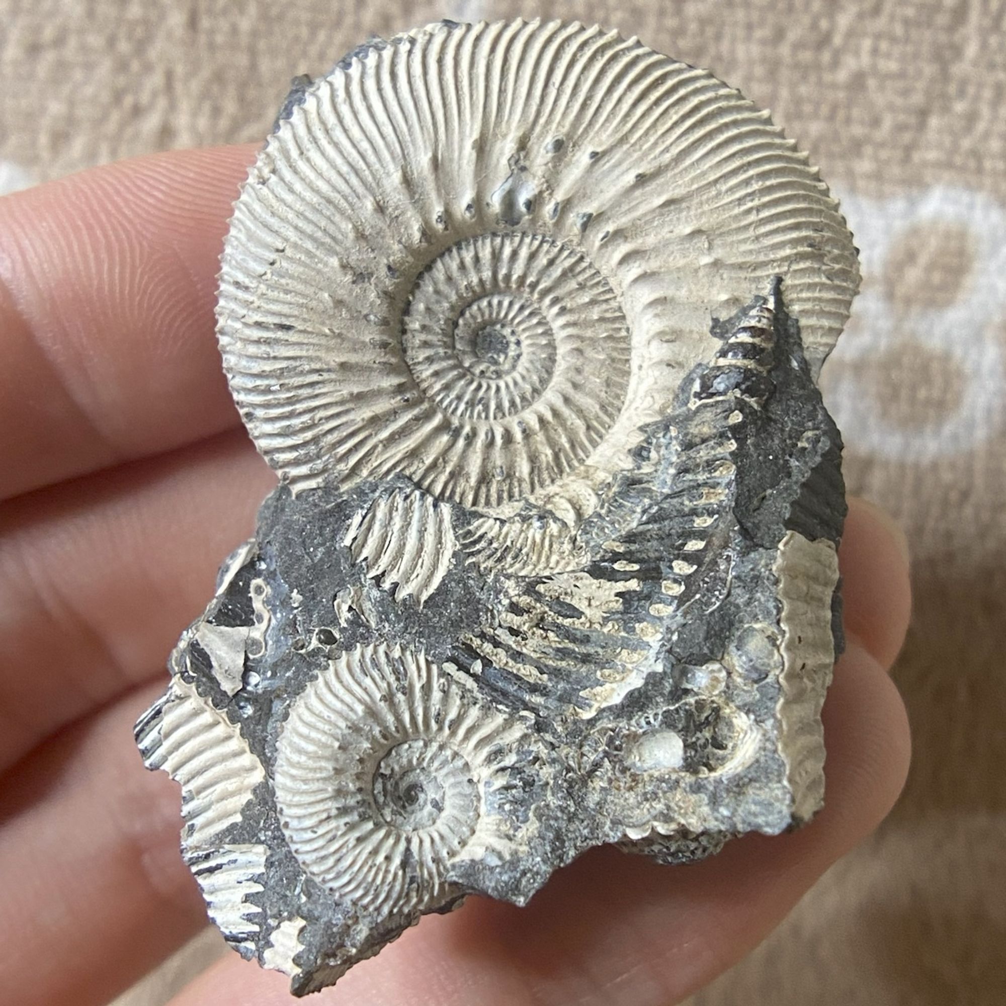 Fossilized ammonites of a few Kosmoceras on original matrix or rock.