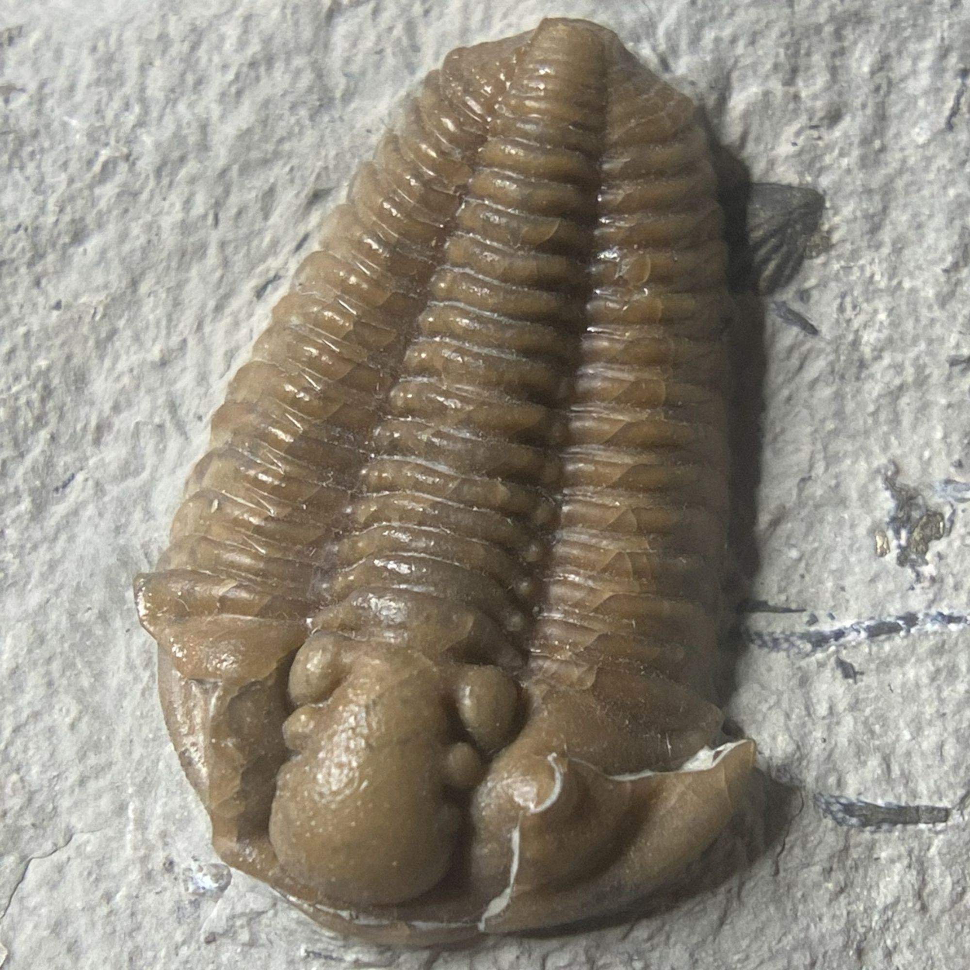 Fossilized trilobite of a Calymene with a small brachiopod beside it on original matrix or rock.