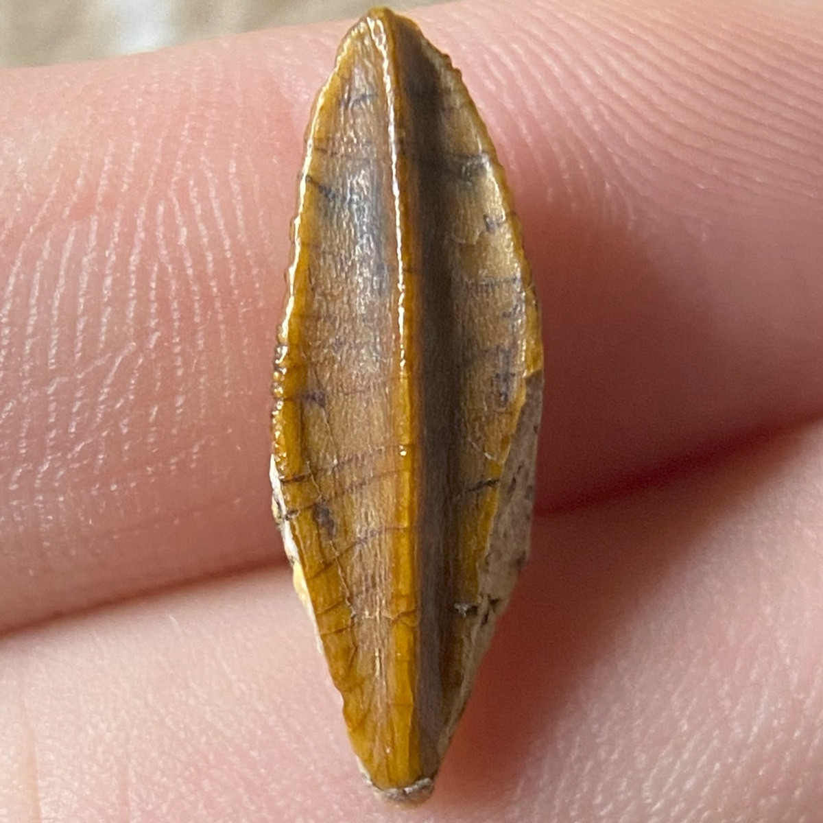 Fossilized dinosaur tooth of an Edmontosaurus.