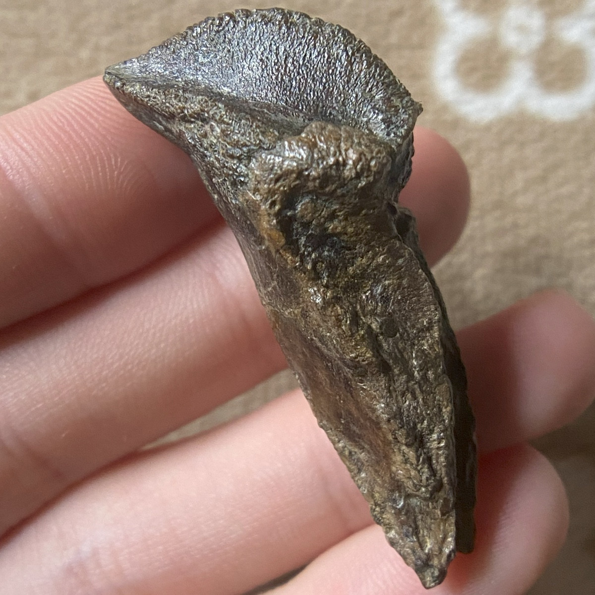 Fossilized dinosaur tooth of either Triceratops or Torosaurus with the root still preserved.