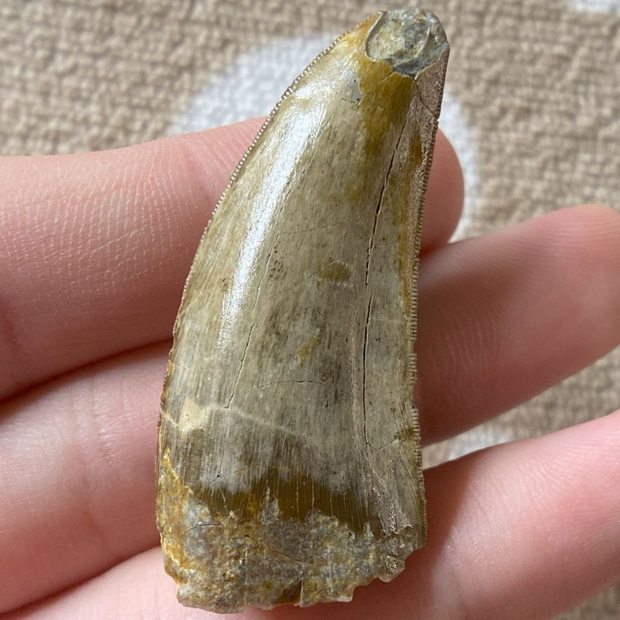 Fossilized dinosaur tooth of a Timurlengia.