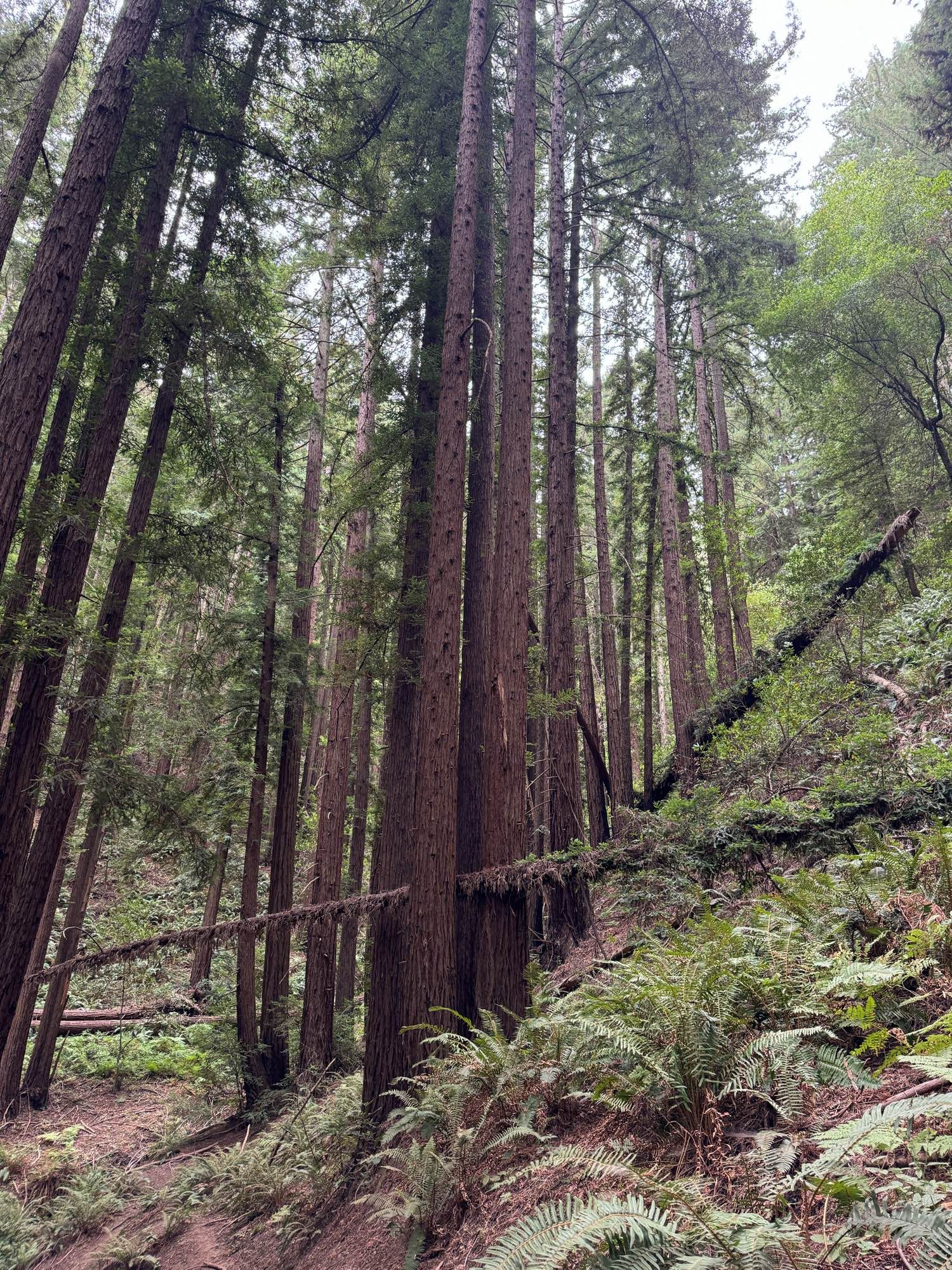 Picture of redwoods in the Reinhardt Redwood regional park