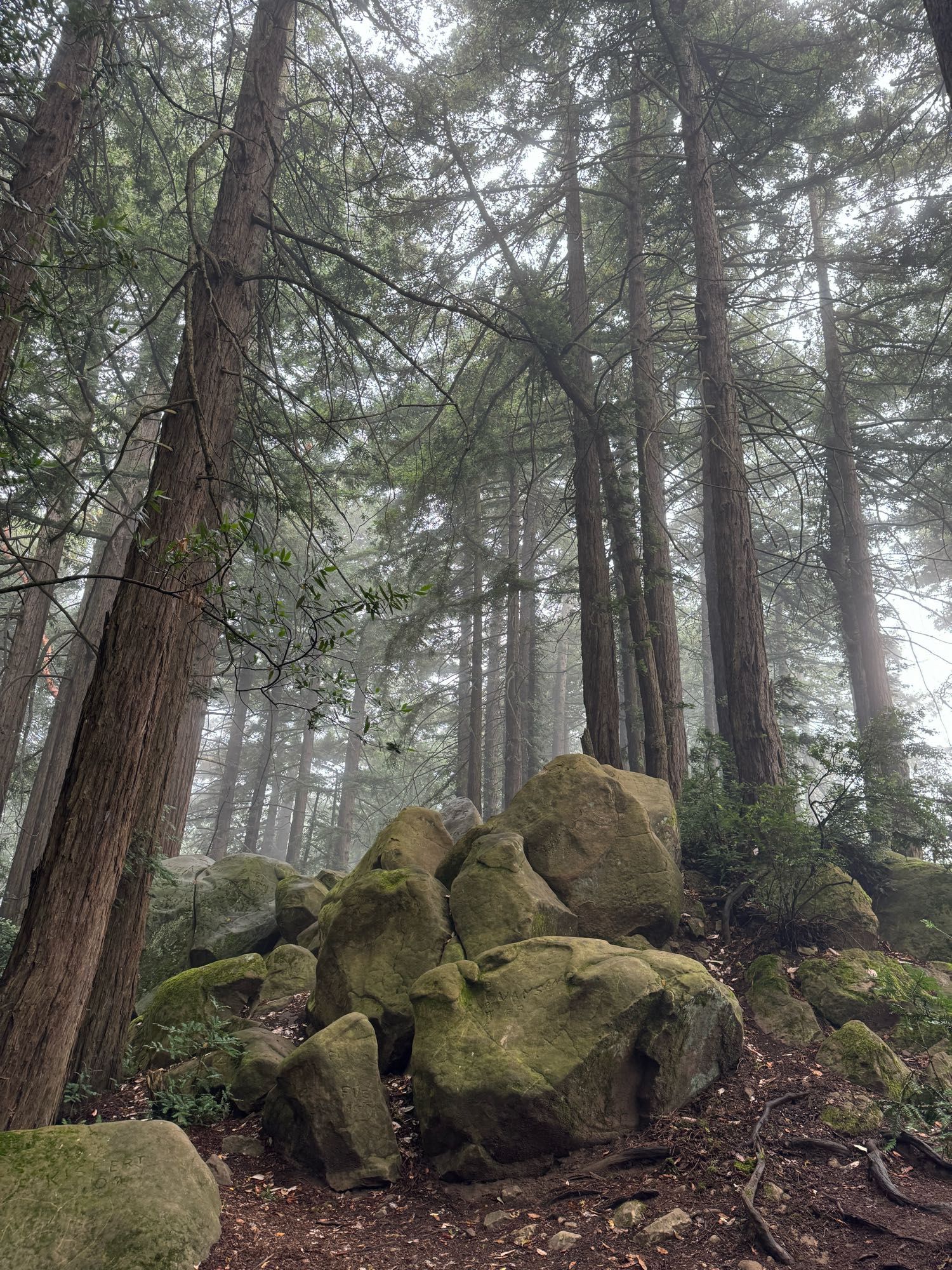 Picture of redwoods and rocks in the Reinhardt Redwood regional park