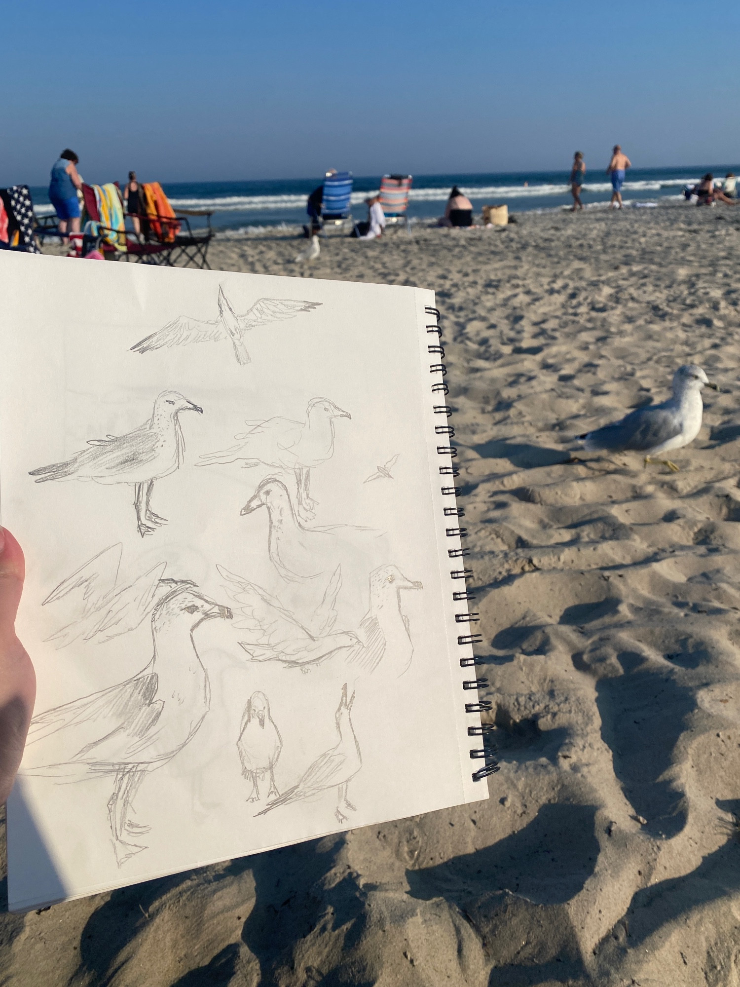 a page of seagull sketches on a sketchbook at the beach, with a live seagull nearby