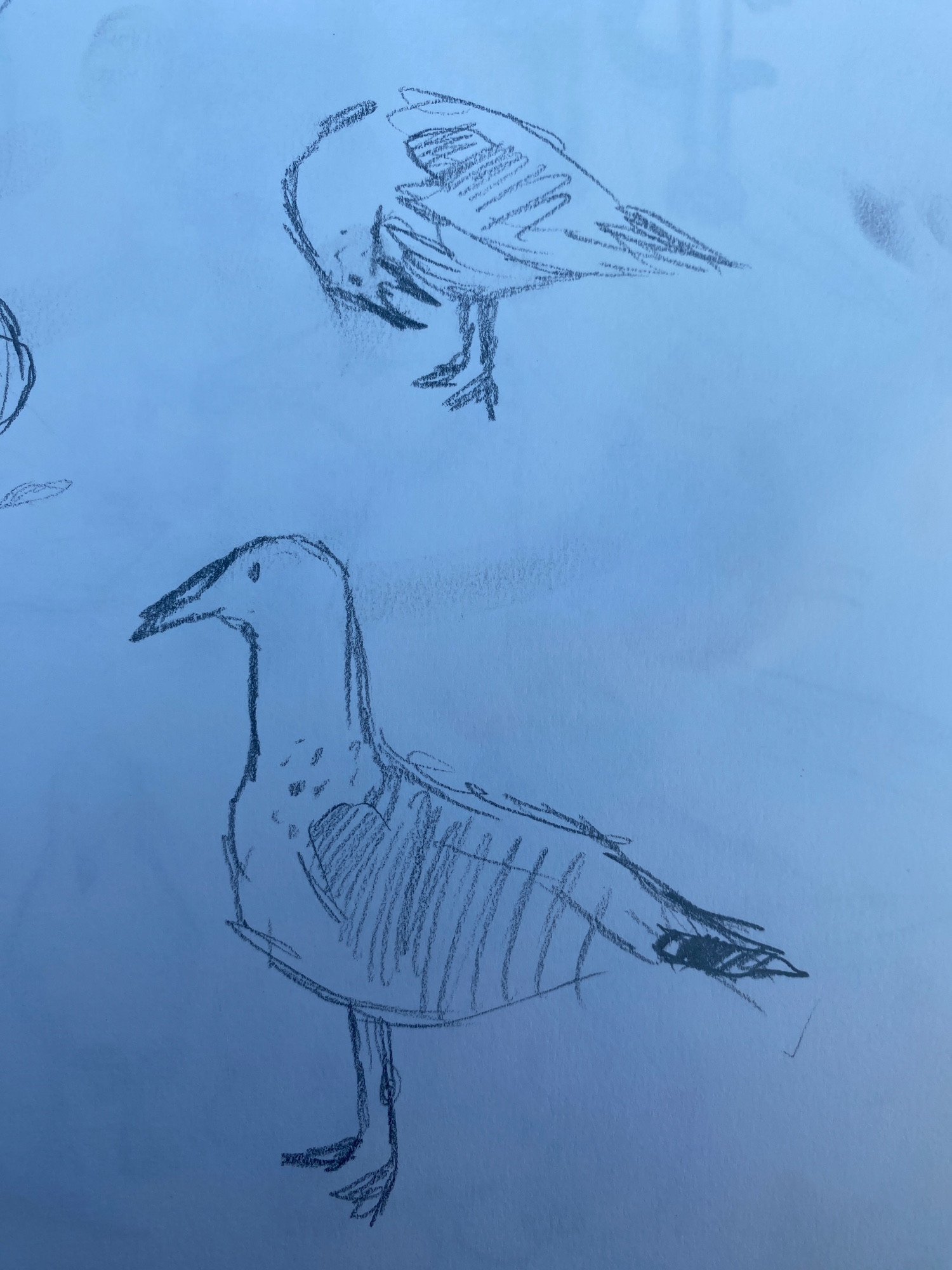 more seagull sketches