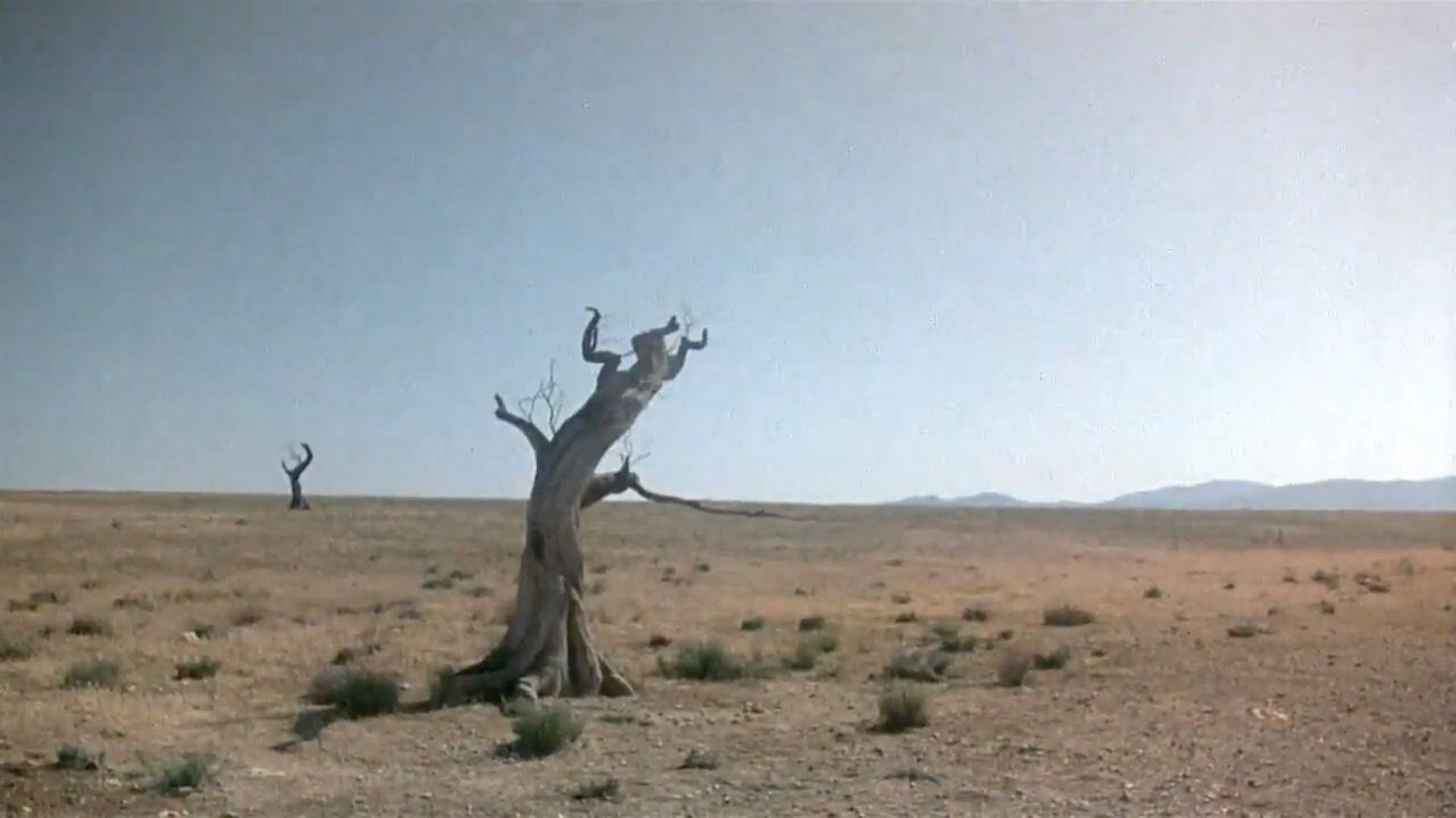 Clash of the Titans: Bubo tree near Guadix