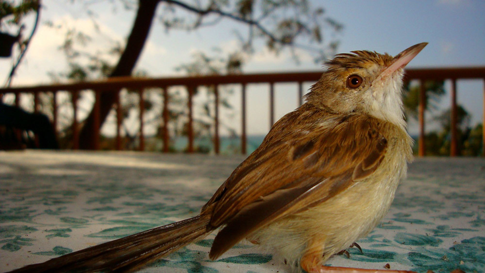 Image of an exhausted and overheated sparrow.