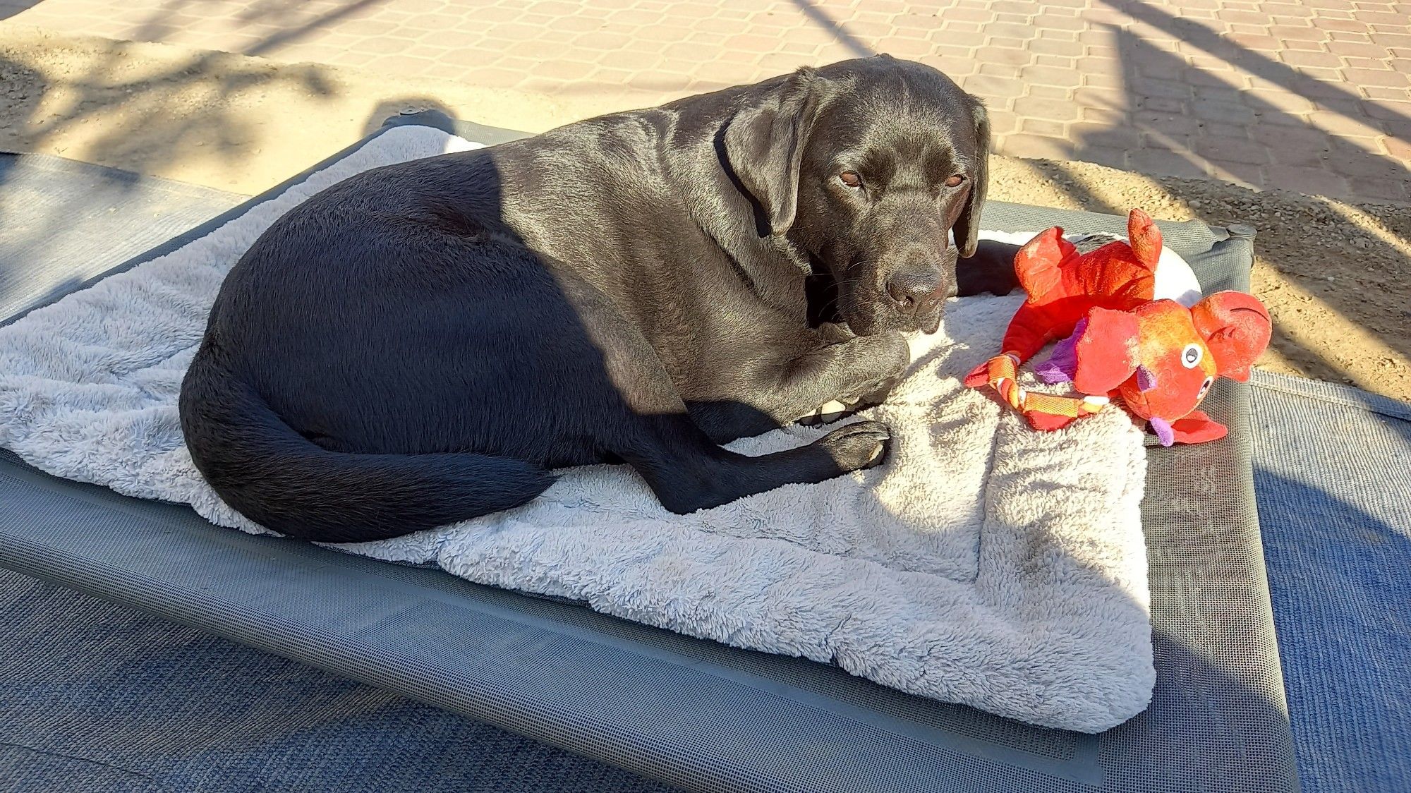 Schwarzer Labrador liegt auf seinem Outdoorbett in der Sonne, vor ihm ein orangefarbenes Plüschi