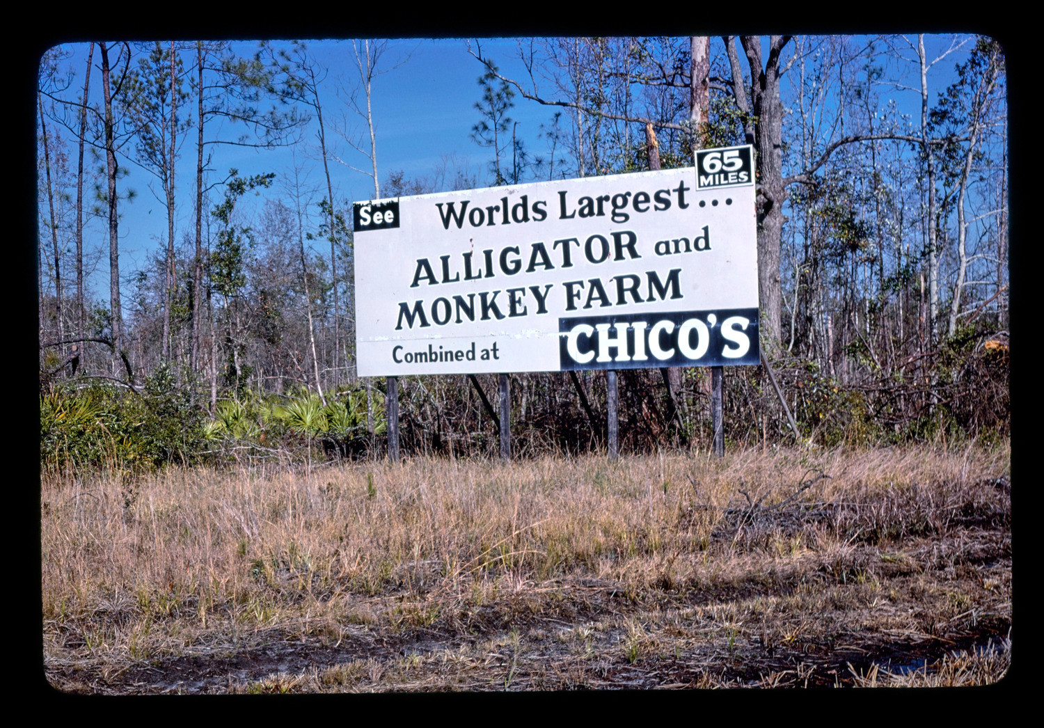 chico's billboard, route 17, georgia, 1979