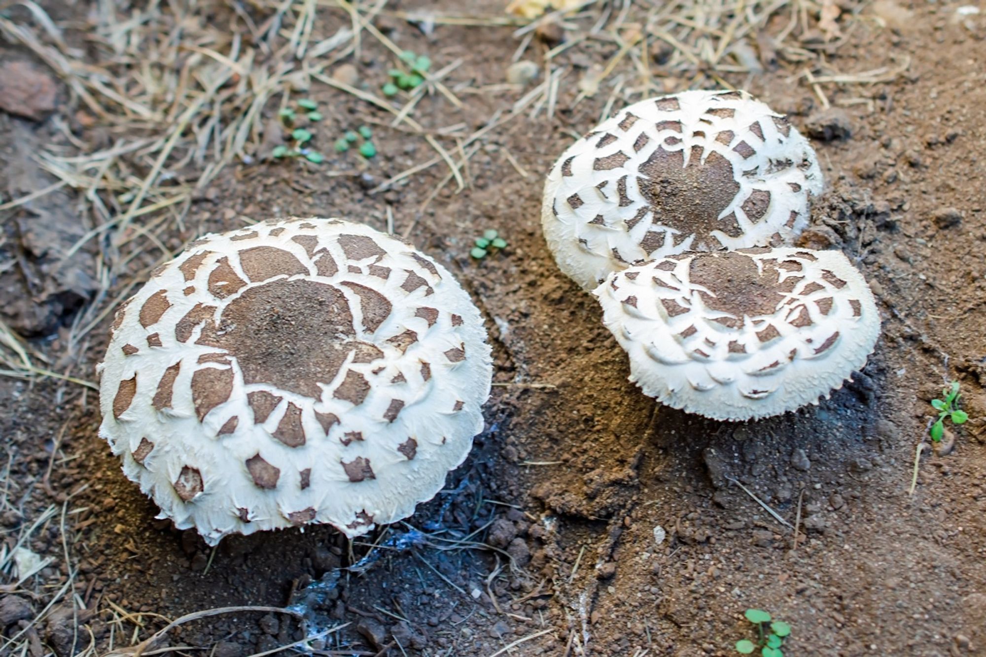 Three mushrooms, one larger, alone, and two together. White flesh, with brown skin, separated into scales as they near the rim. On garden soil, with dried grass.